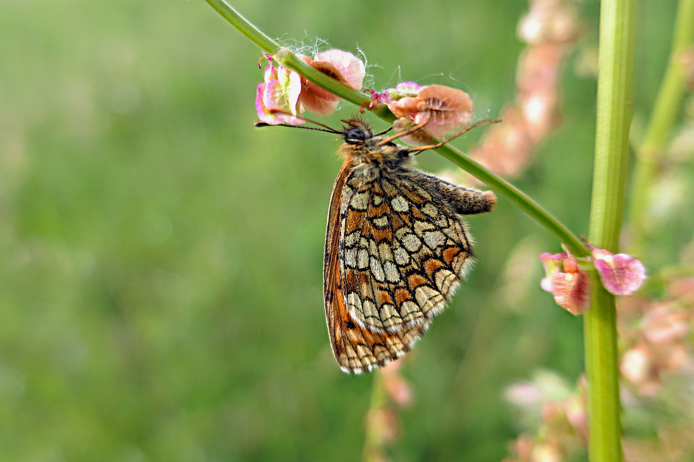 Boloria Euphrosyne 2