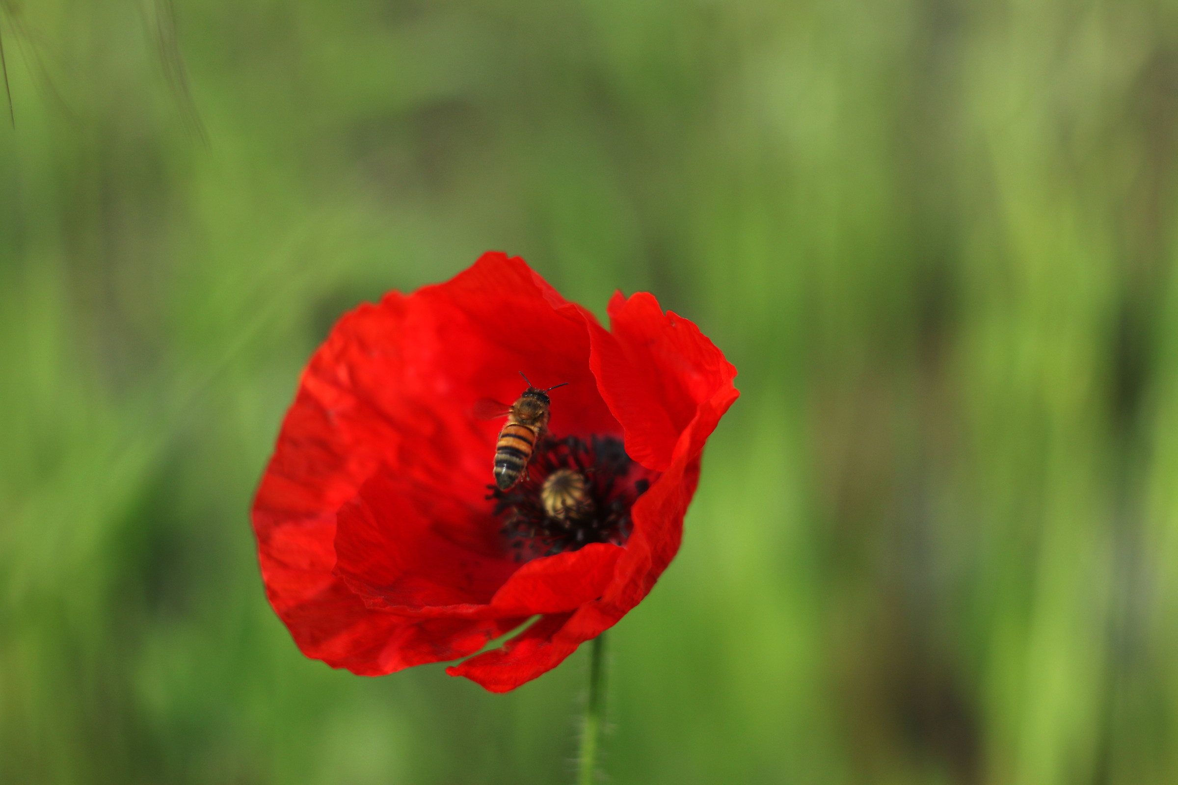 Poppy with Bee 2