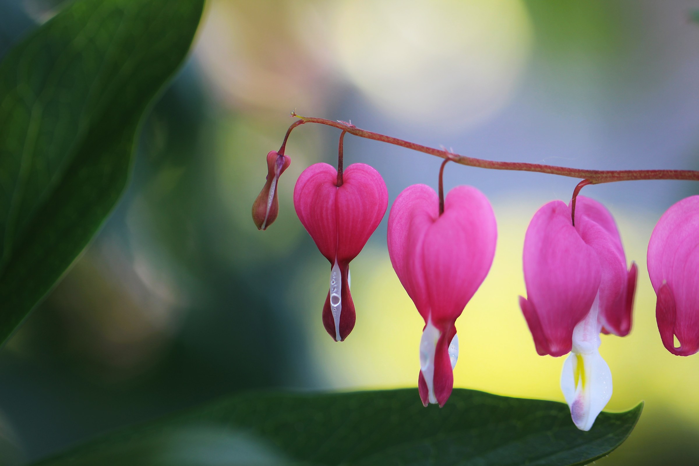 The heart of a woman ...