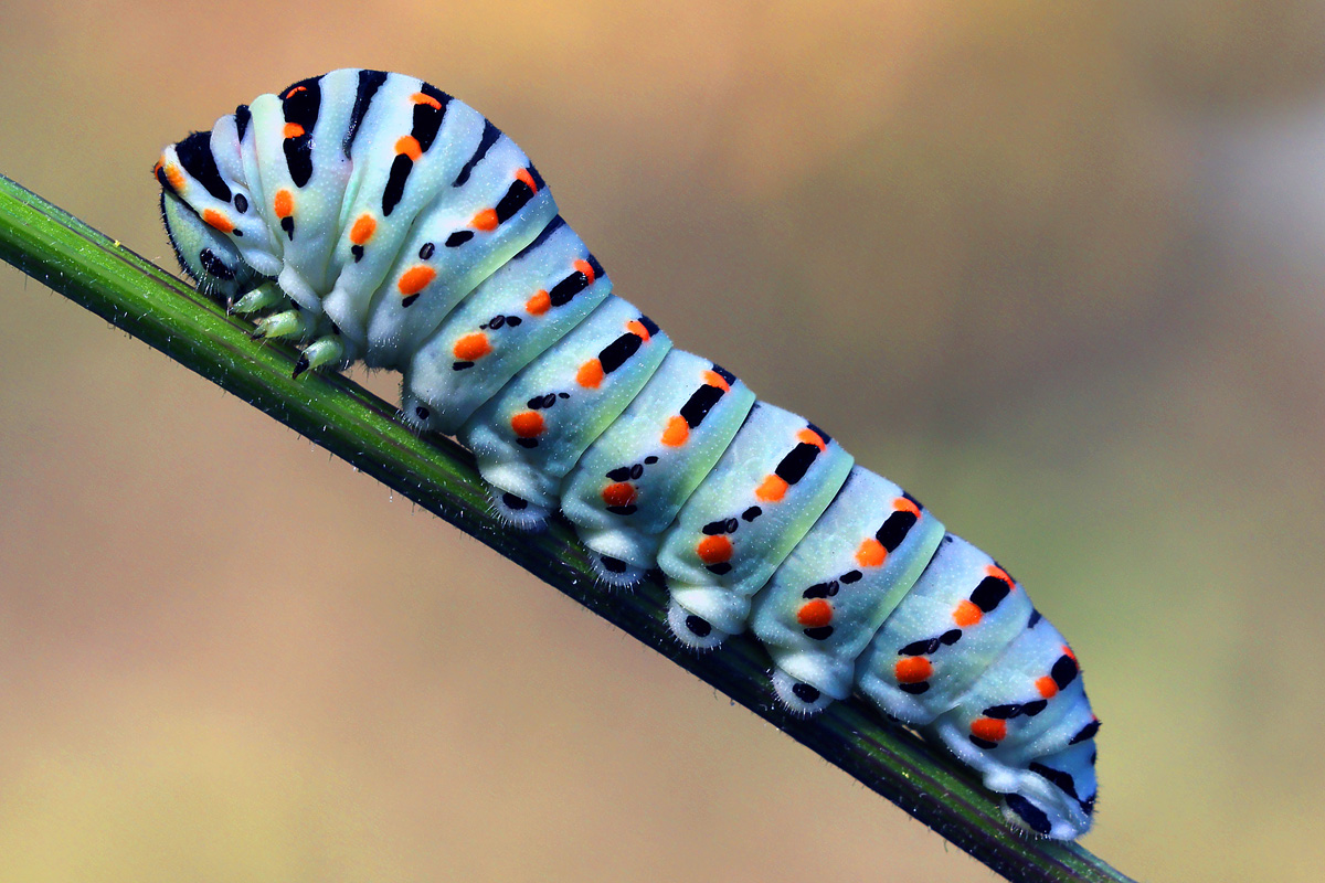 Swallowtail caterpillar