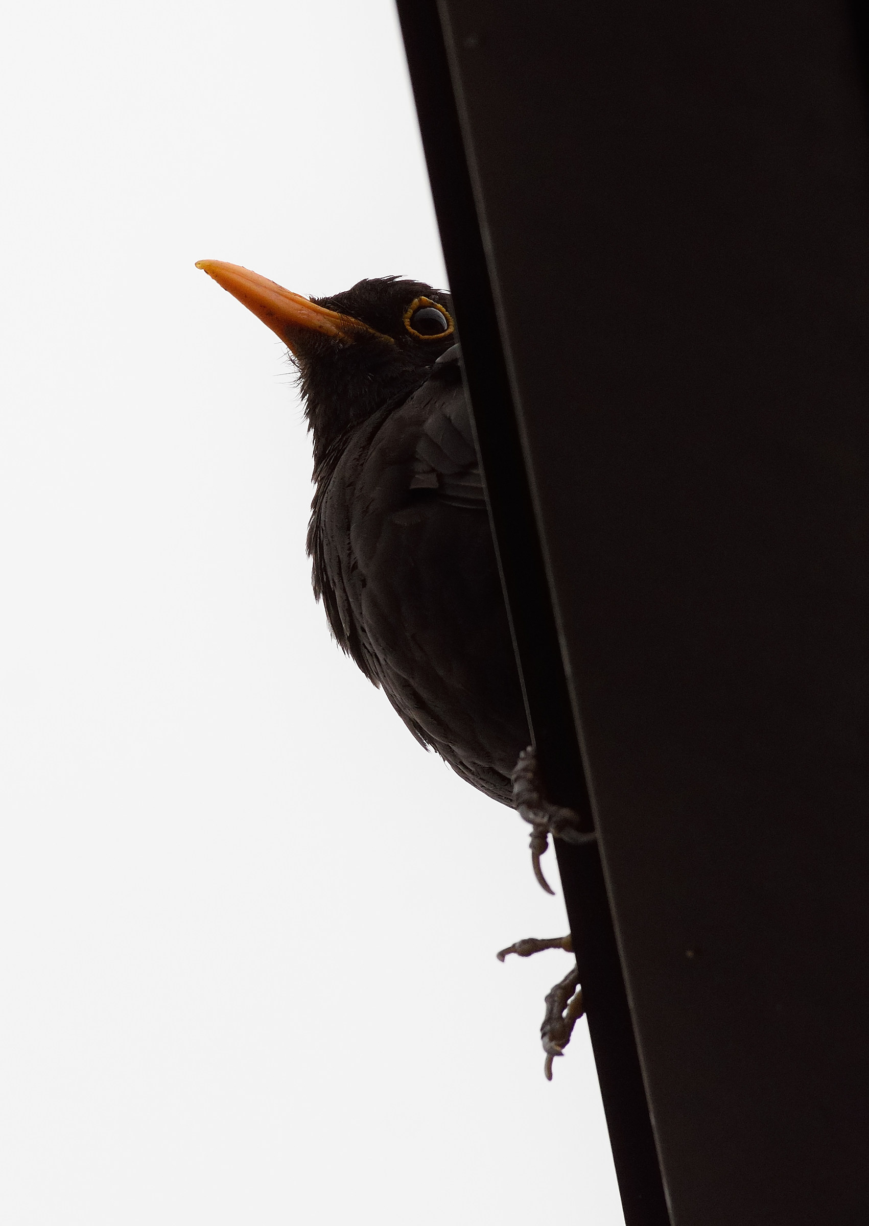 The male blackbird .... Lando Buzzanca!