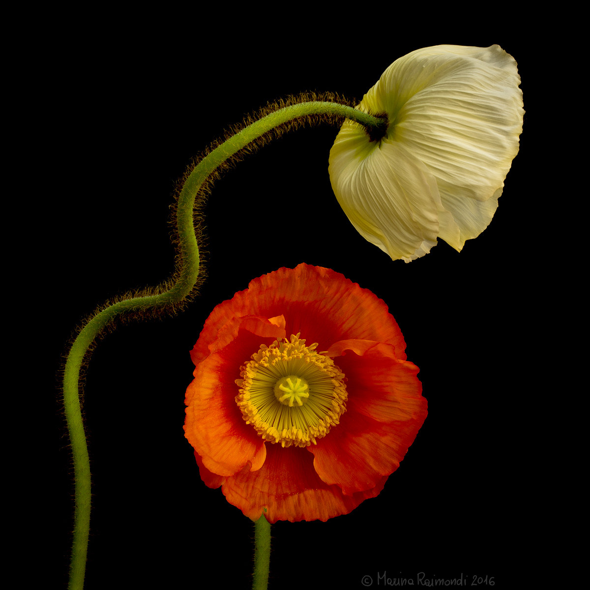 poppies