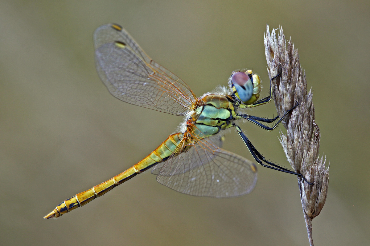 Dragonfly