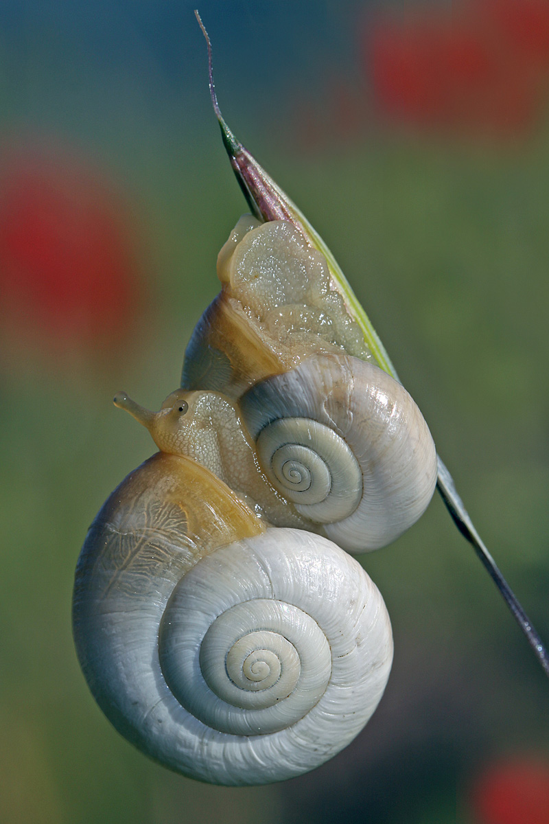 Snail in tow
