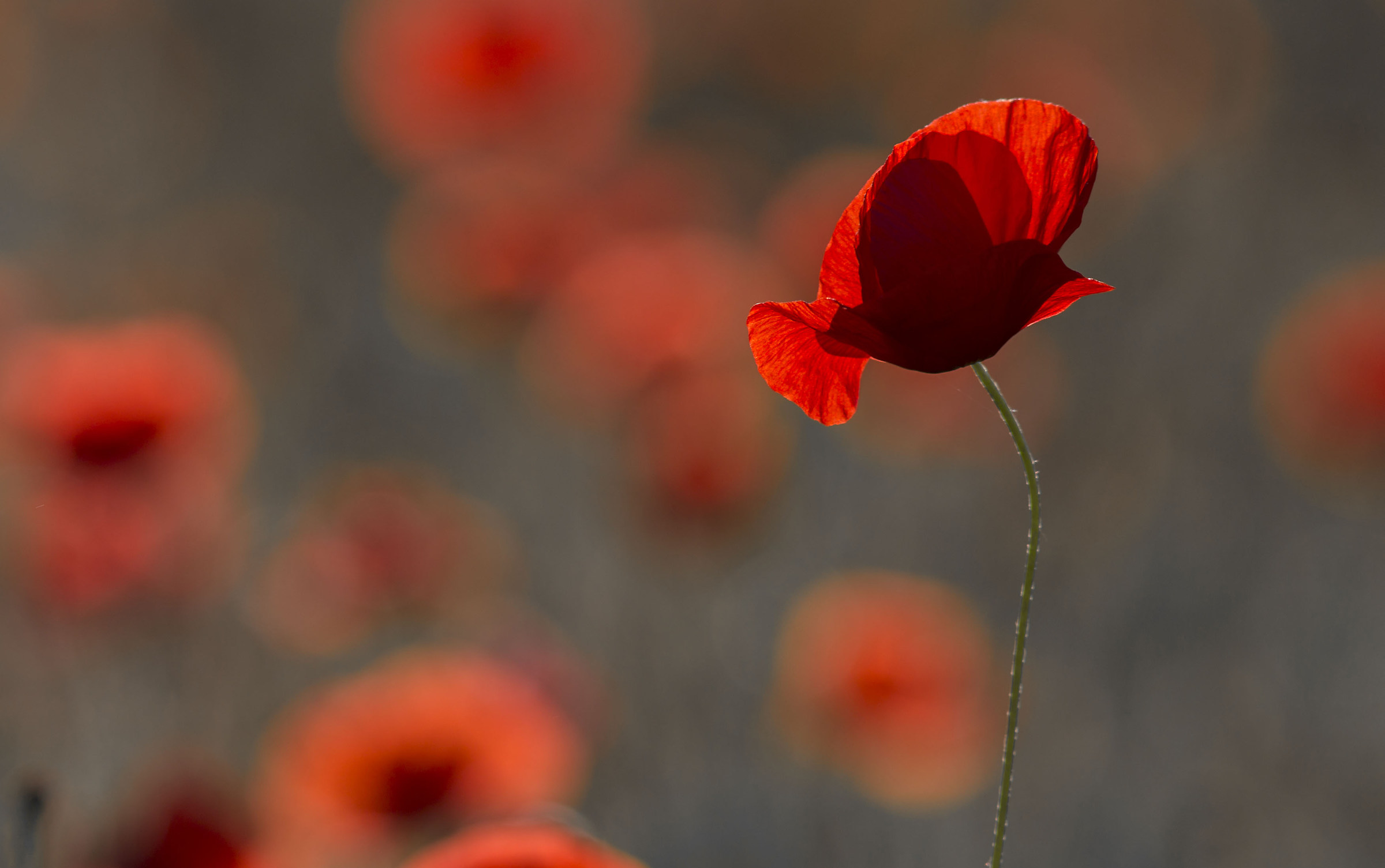 poppies 1