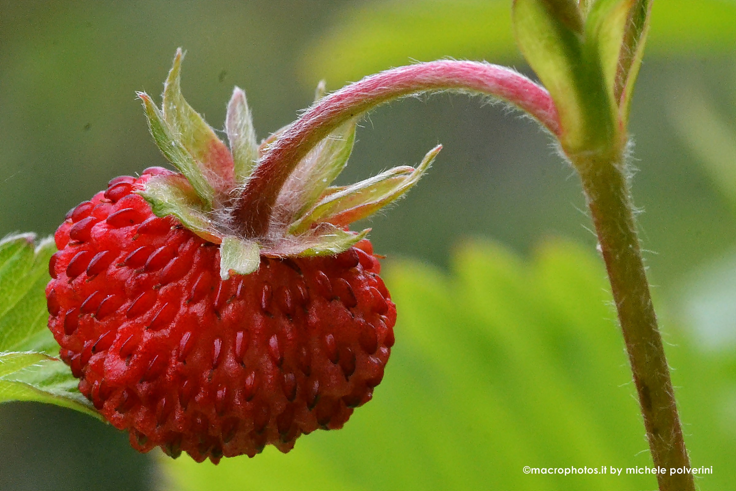 Wild strawberry