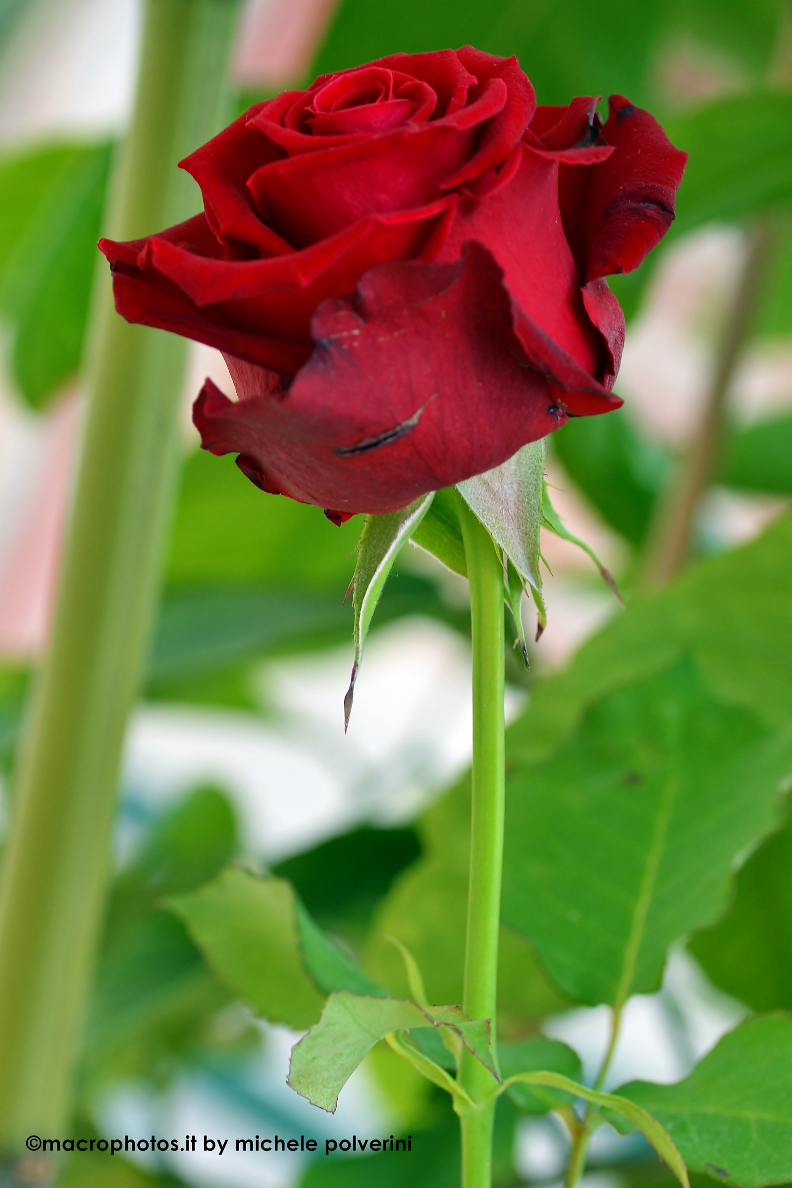 Red rose