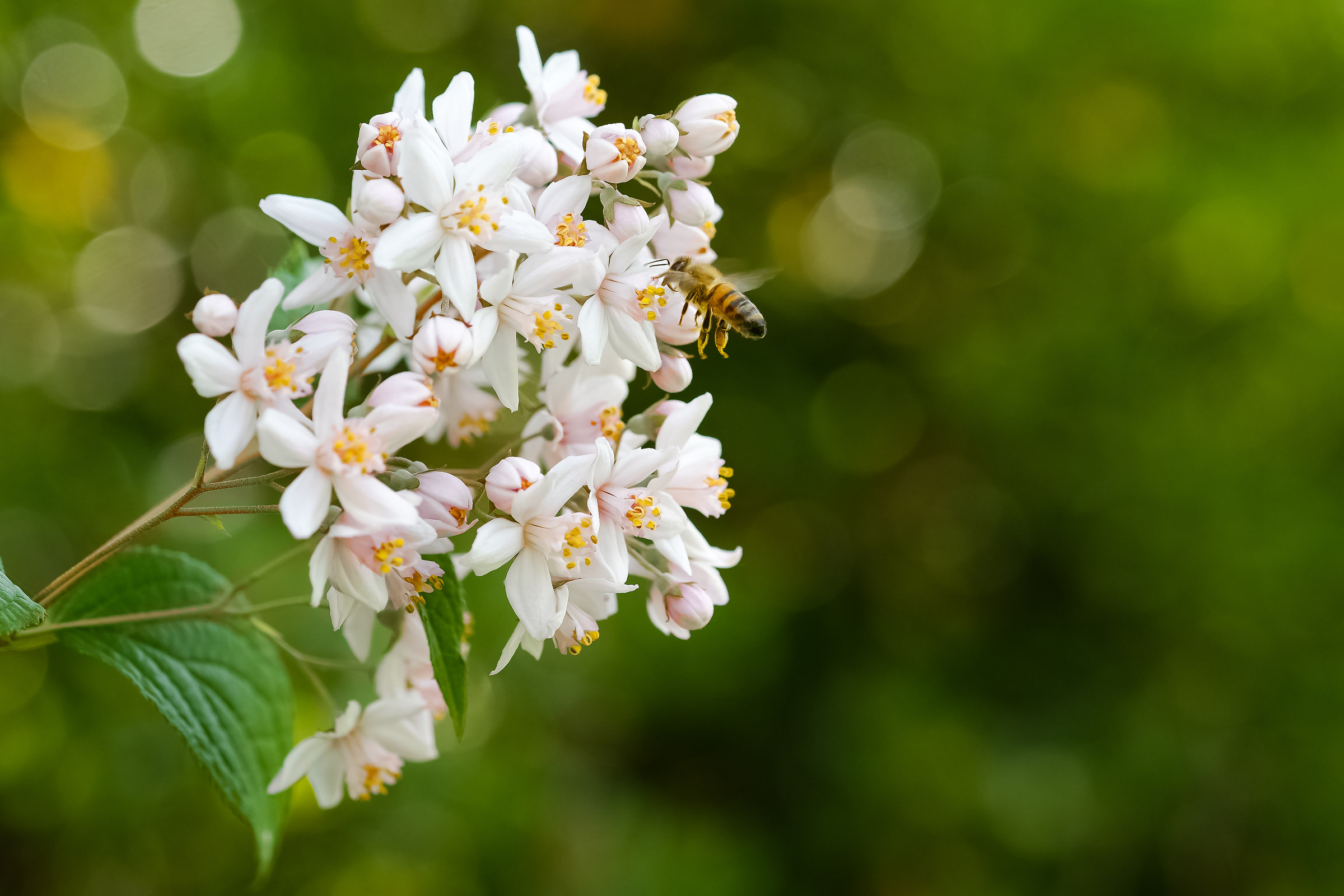 Spring in the garden.