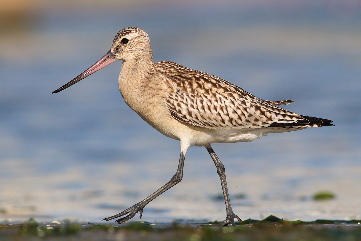 Bar-tailed Godwit