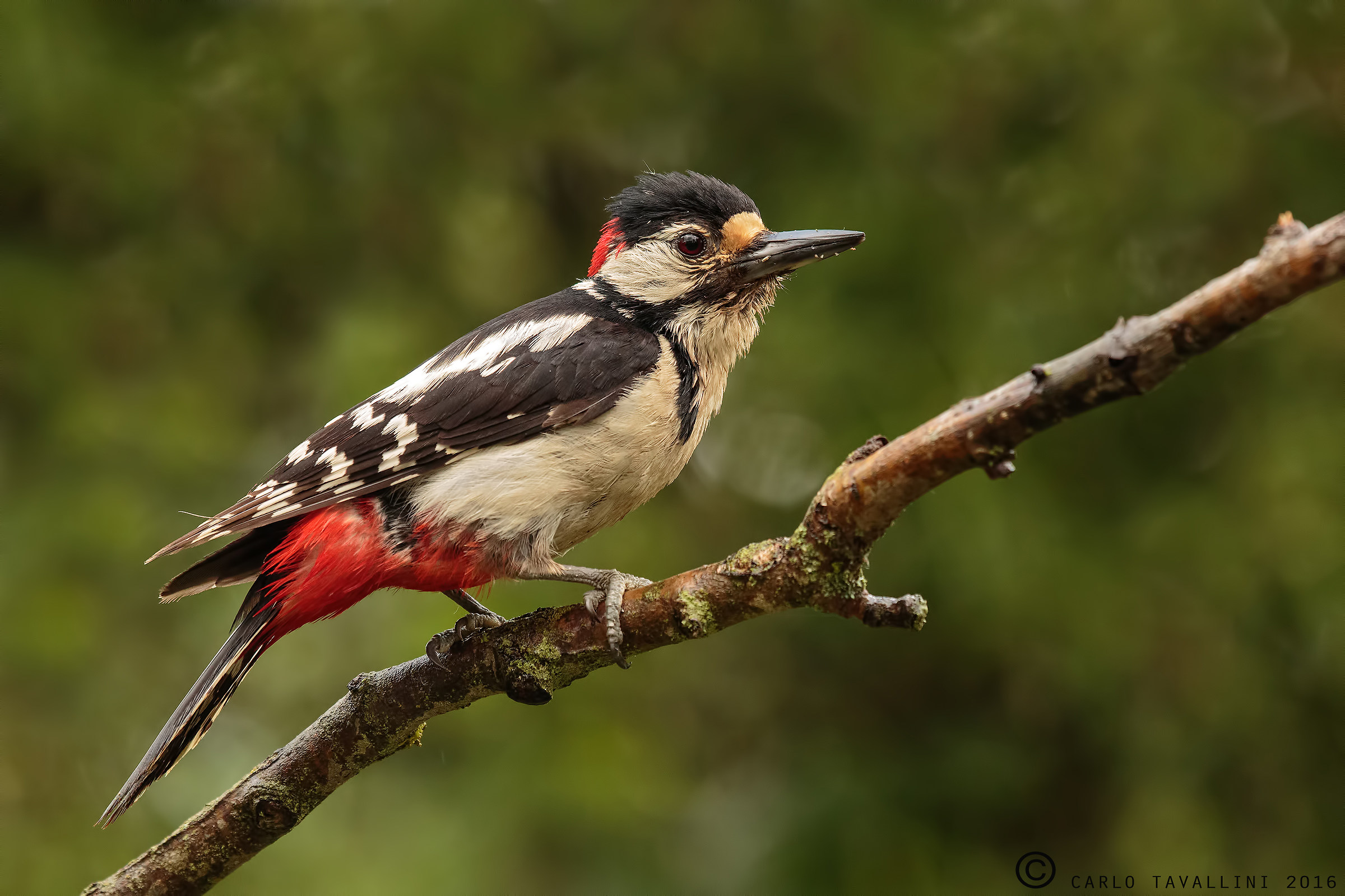 Great Spotted Woodpecker in the flood