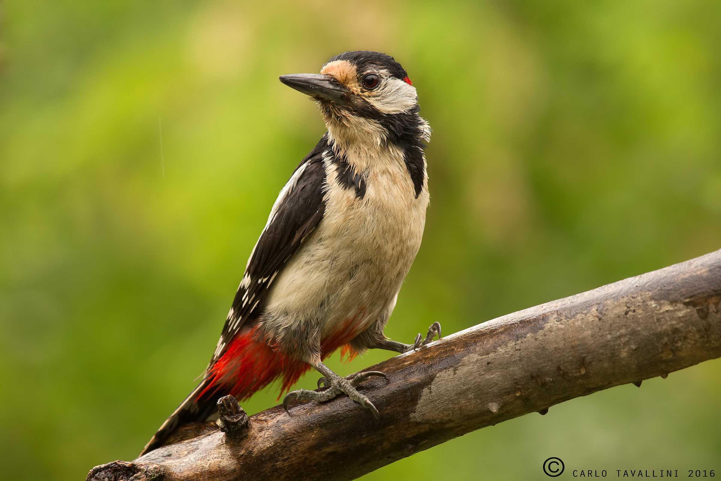 Great Spotted Woodpecker in the flood 2