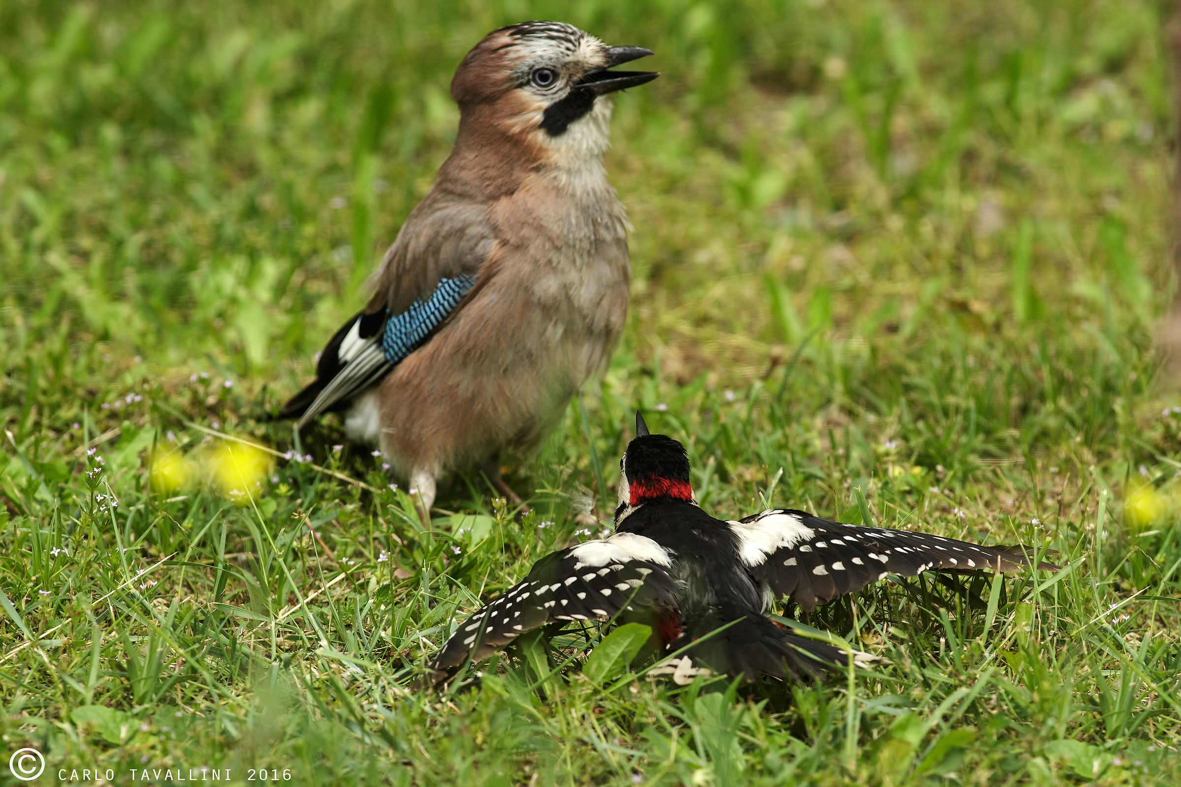 Great Spotted Woodpecker vs jay