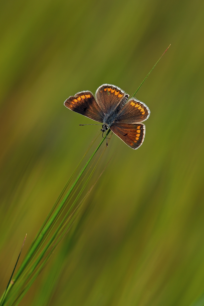 La farfallina e... presunto movimento
