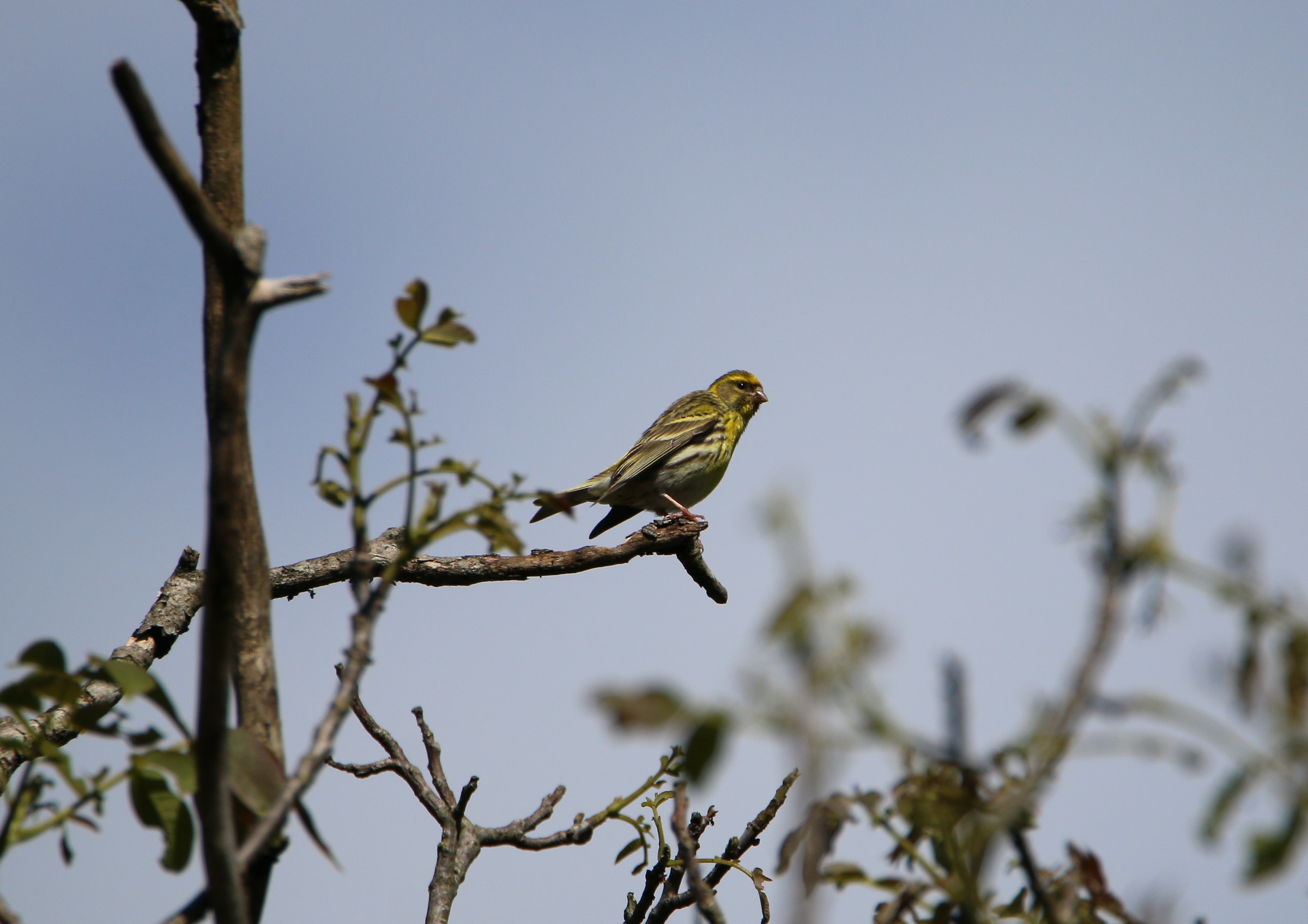 serin Sunday