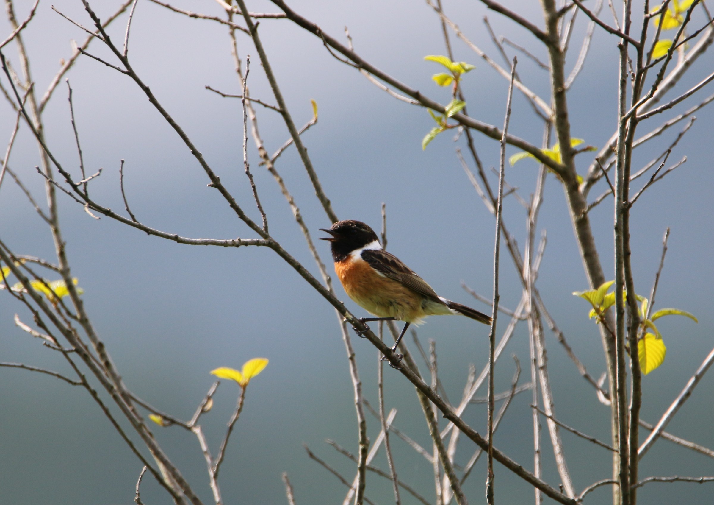Stonechat singing