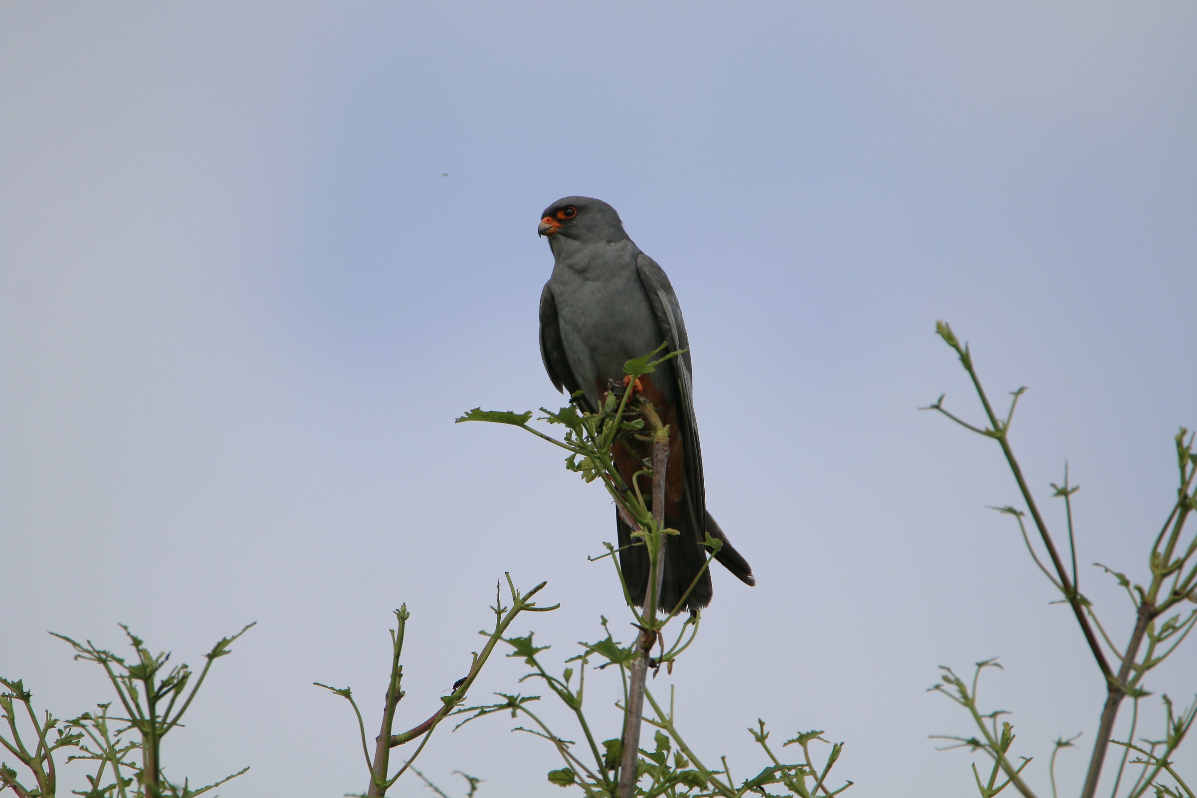 Red-footed falcon