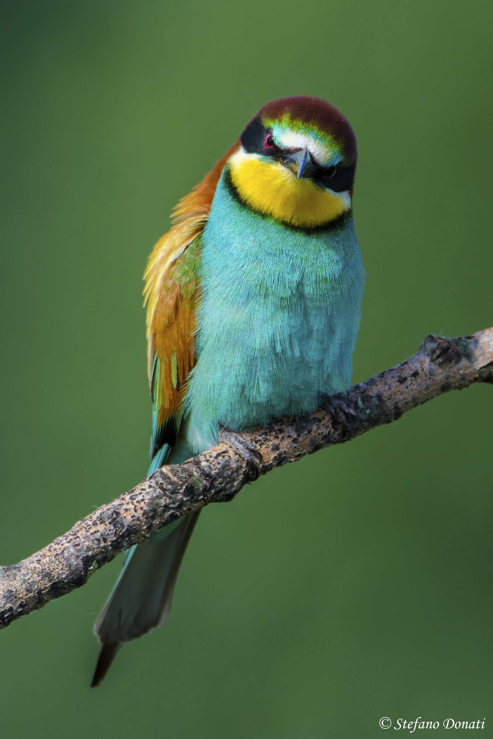 ..Ecchettiguardi!?!?