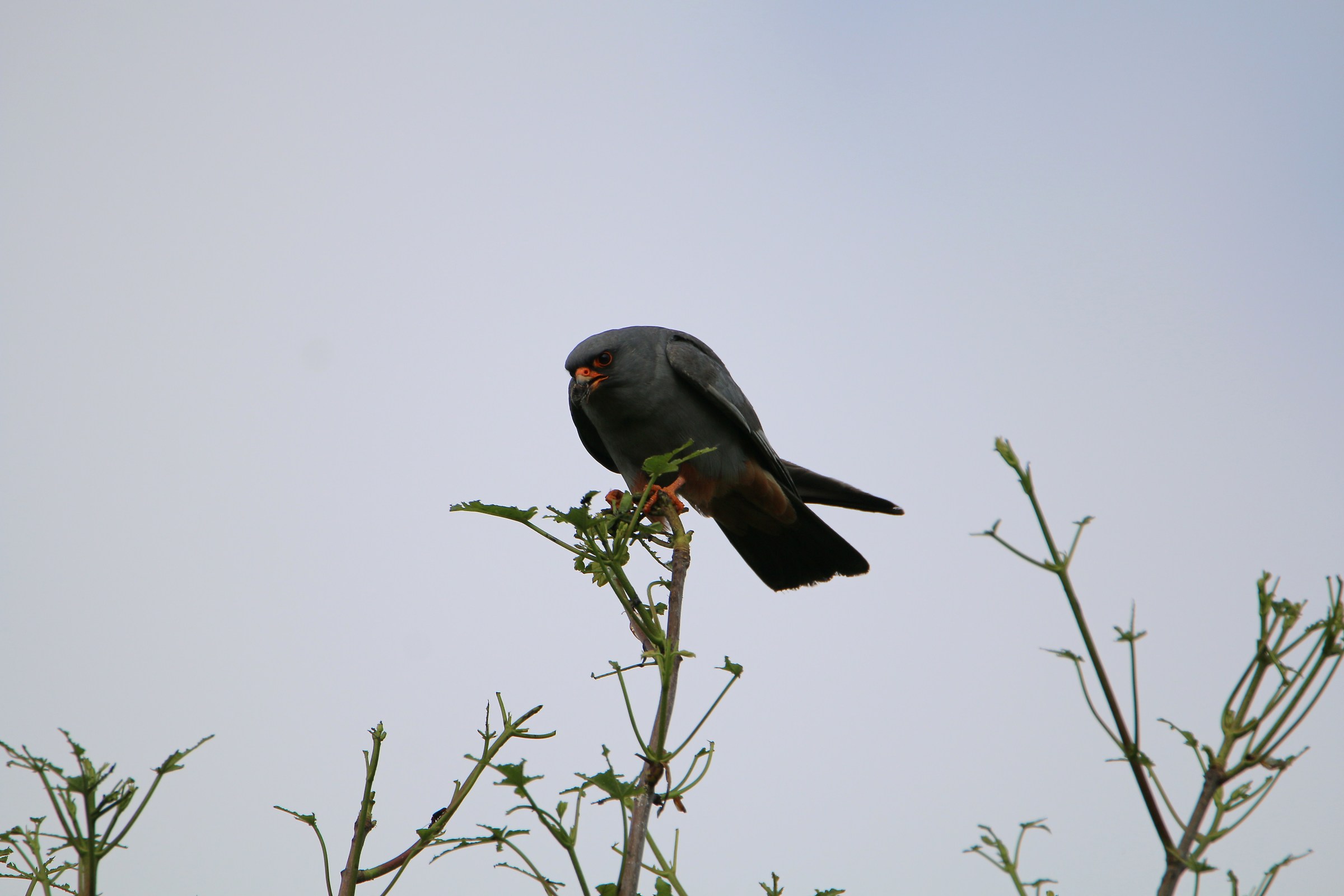 The meal of the Hawk