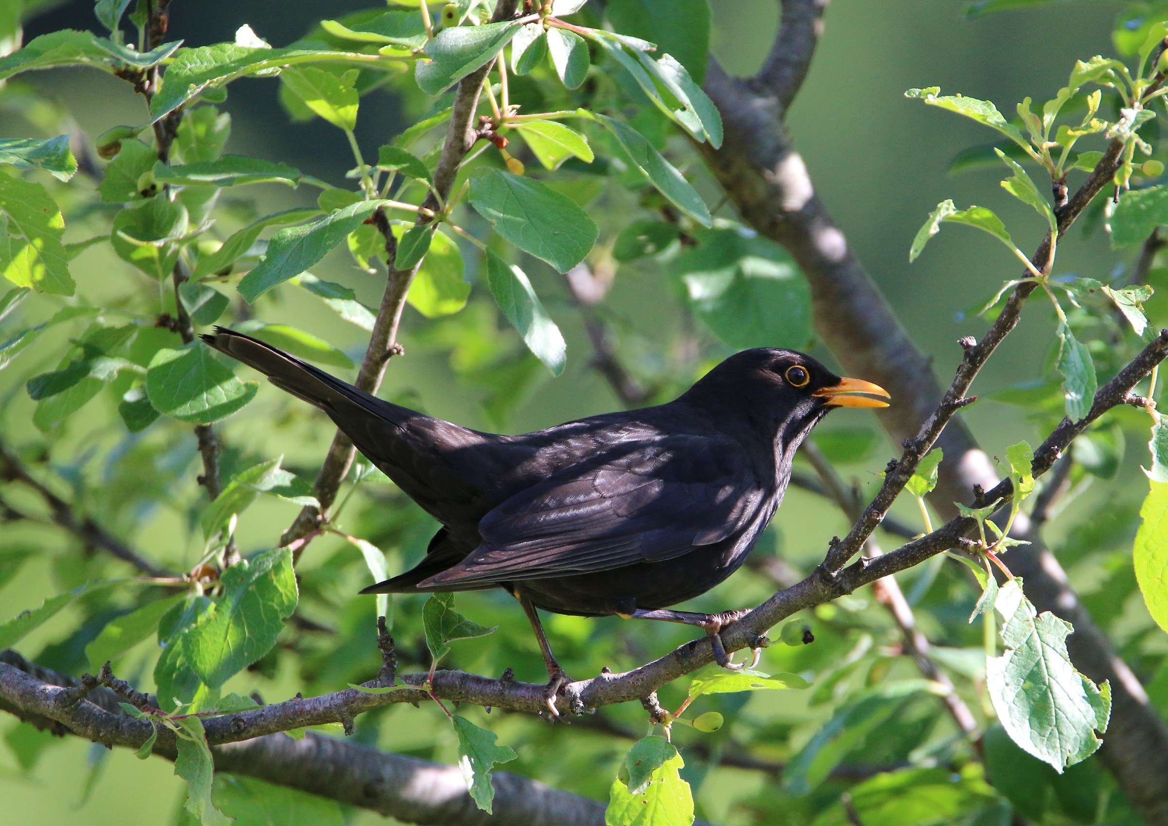 A simple ... Blackbird