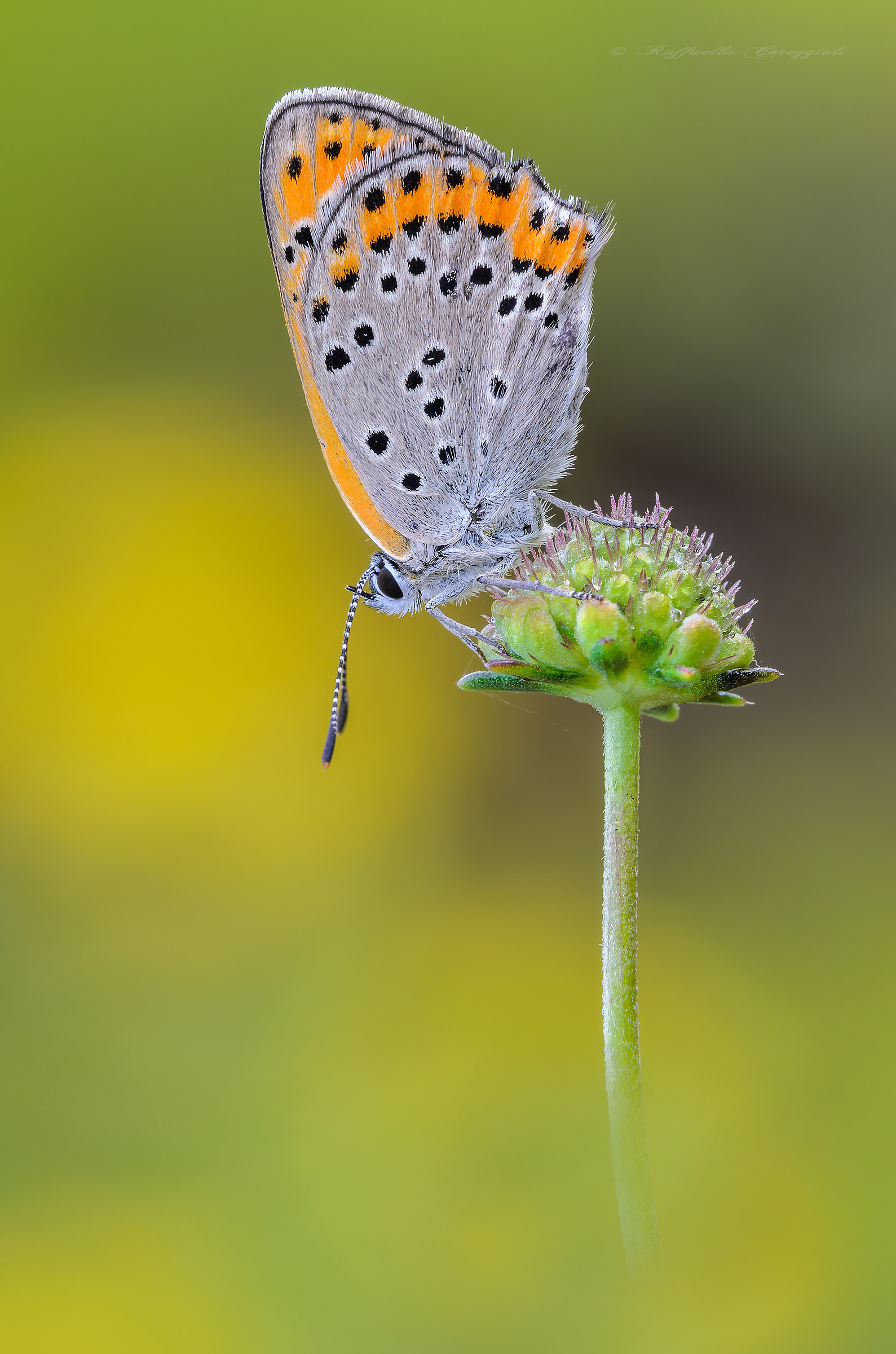 Lycaena tersamon