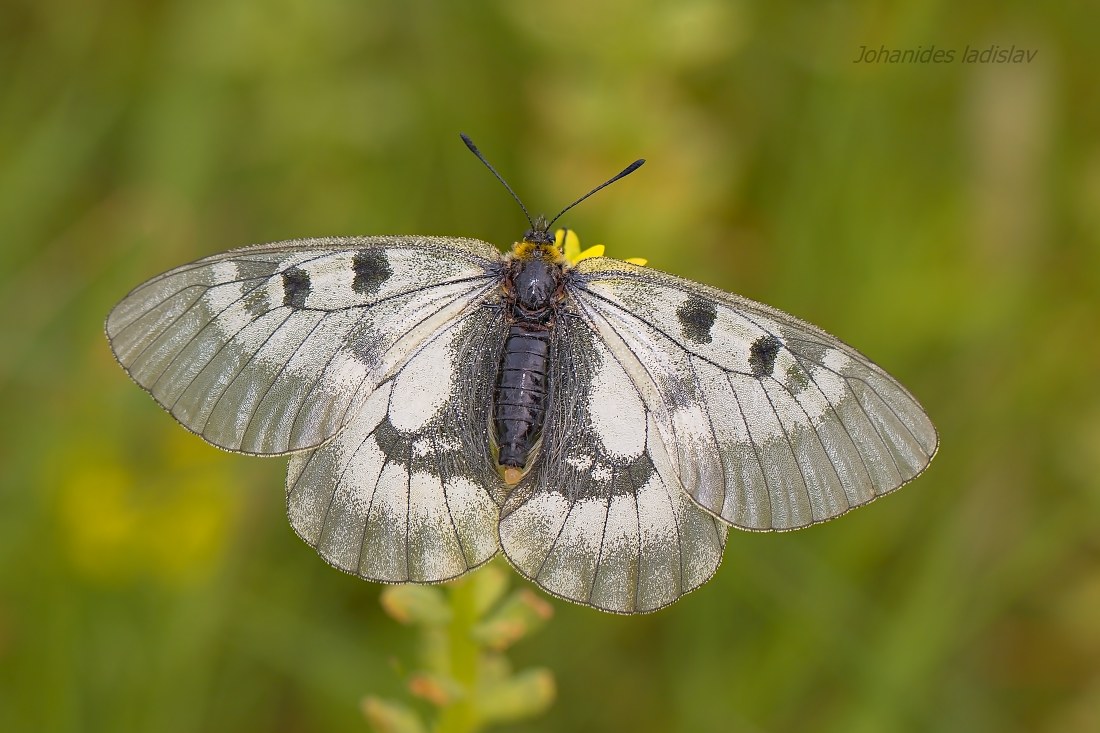 Parnassius Mnemosyne (femmina)