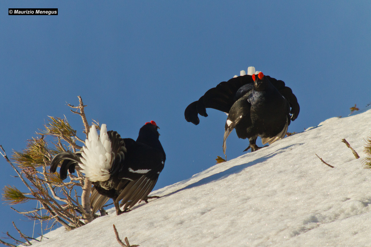 La sfida sulla cresta...