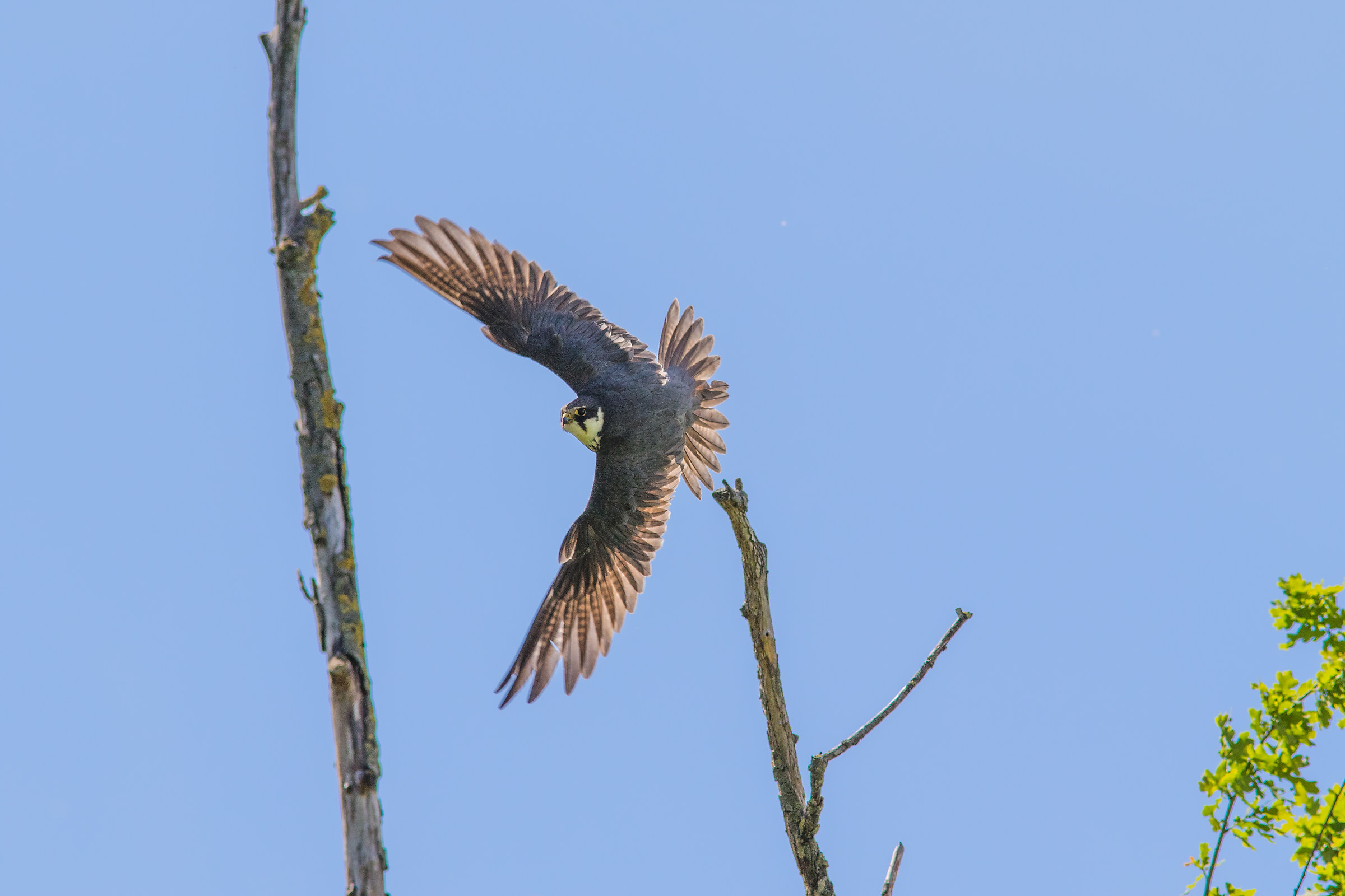Il primo falco non si scorda mai