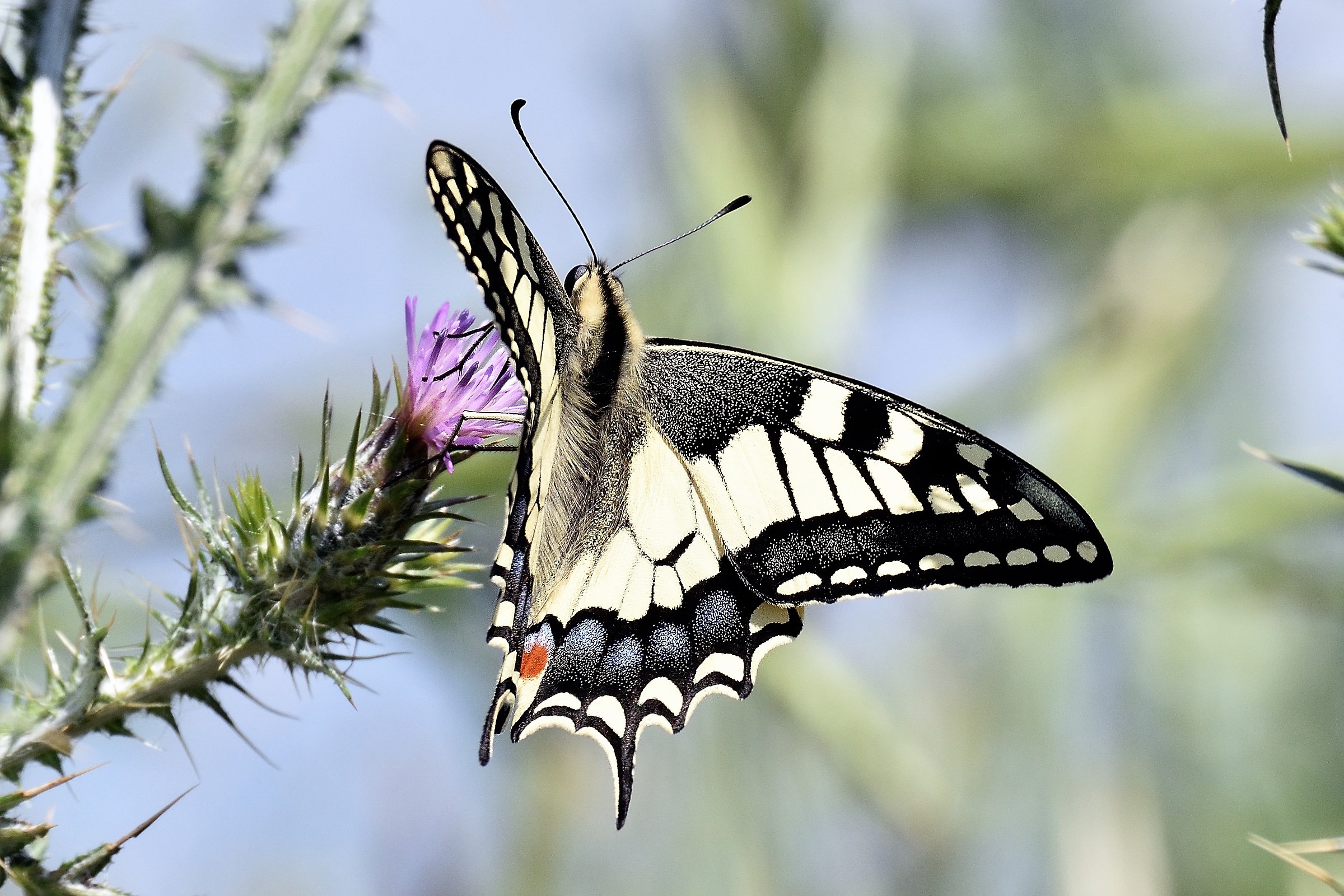 Macaone (Papilio machaon)
