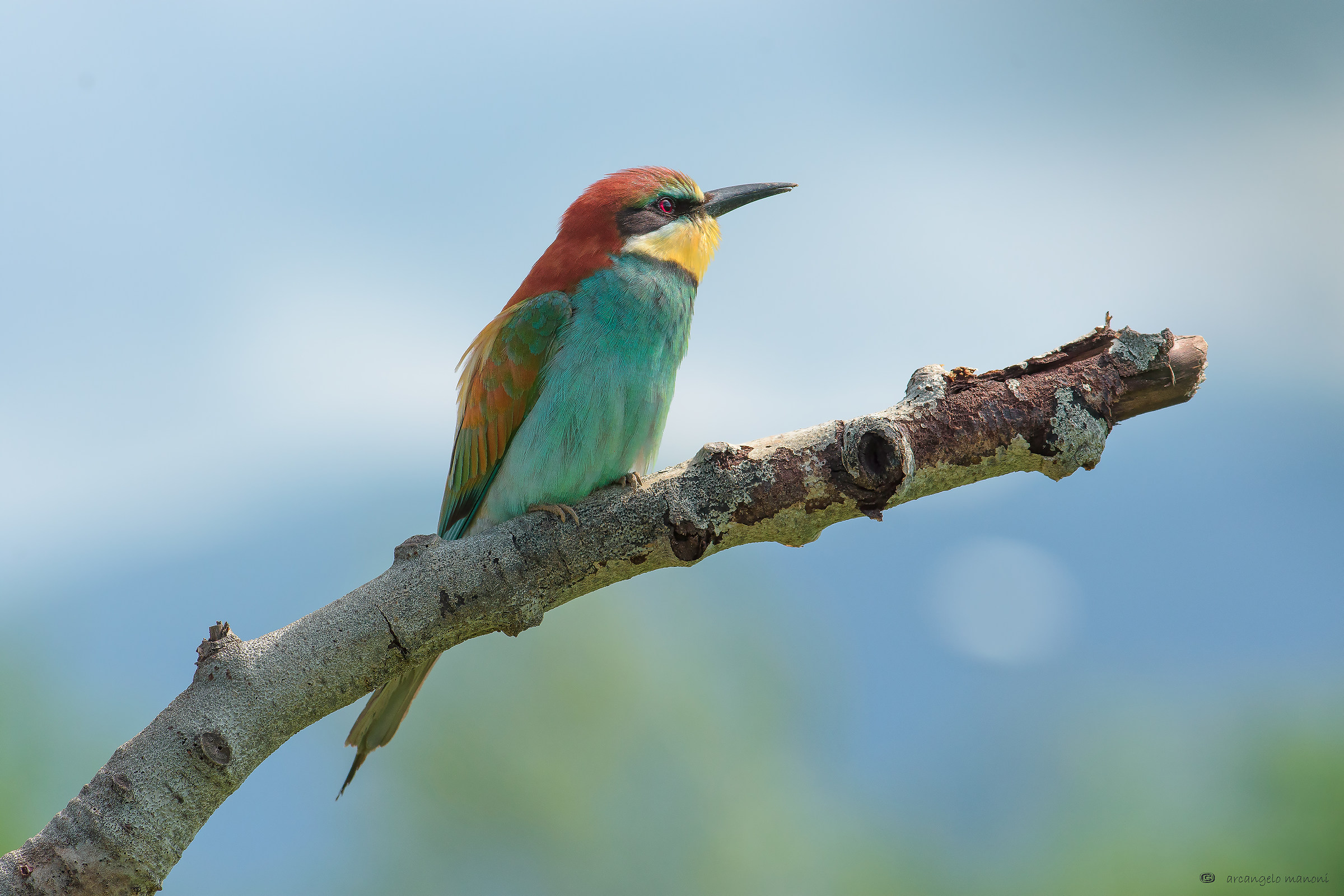 Il primo arrivato nel 2016 chez moi