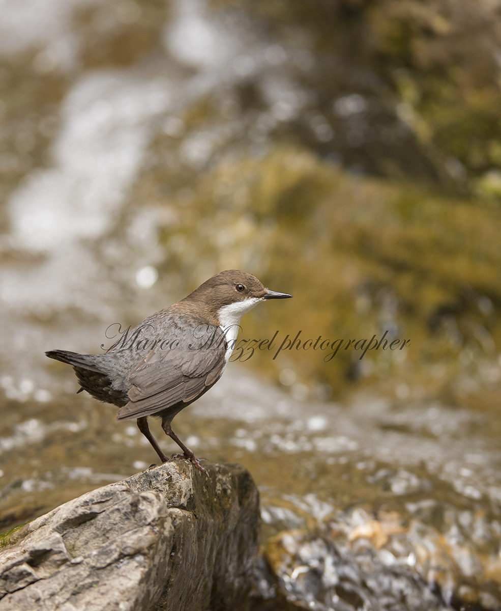 dipper