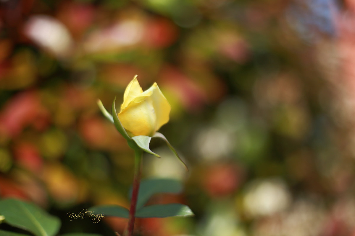 the first rose garden