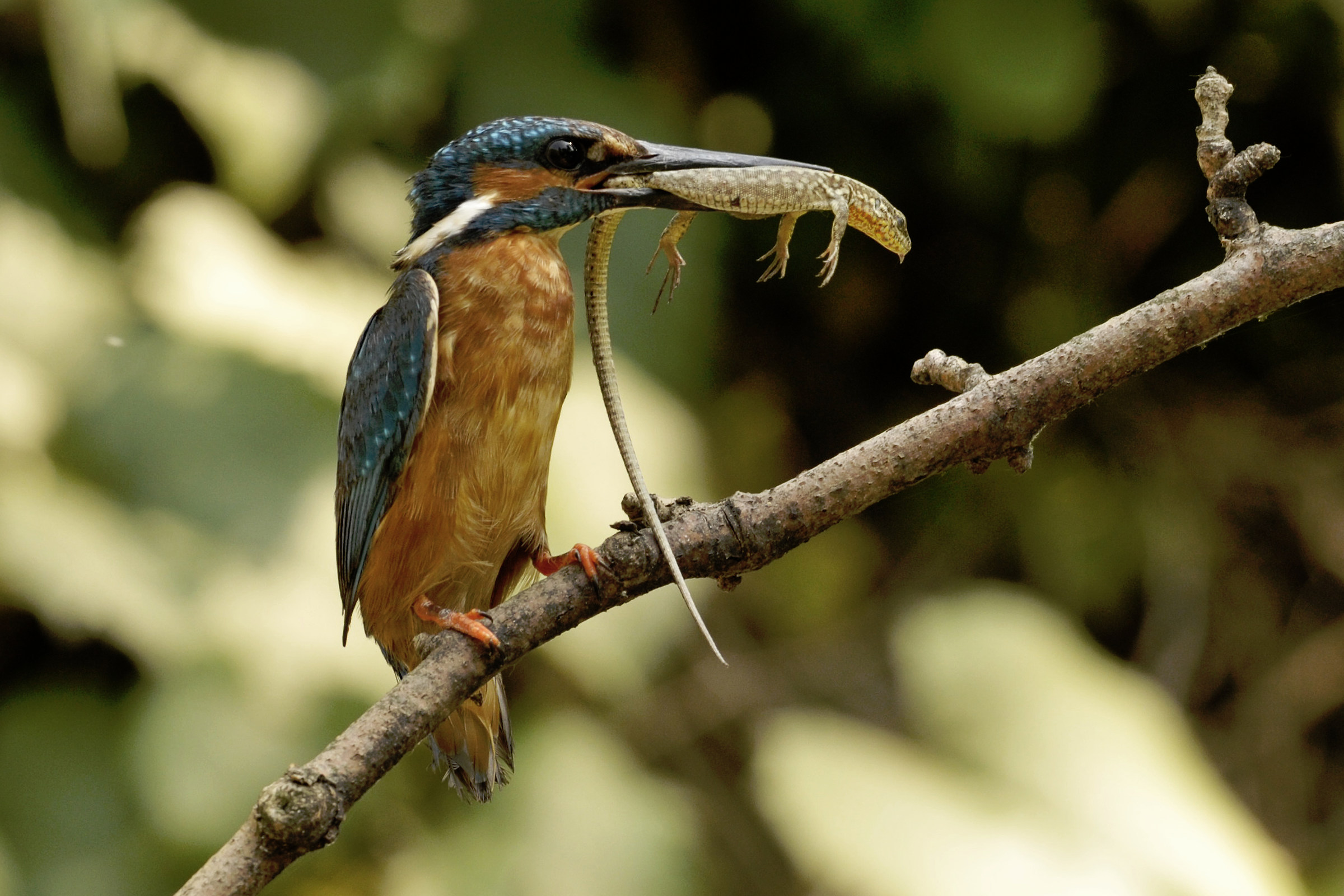 Kingfisher 1