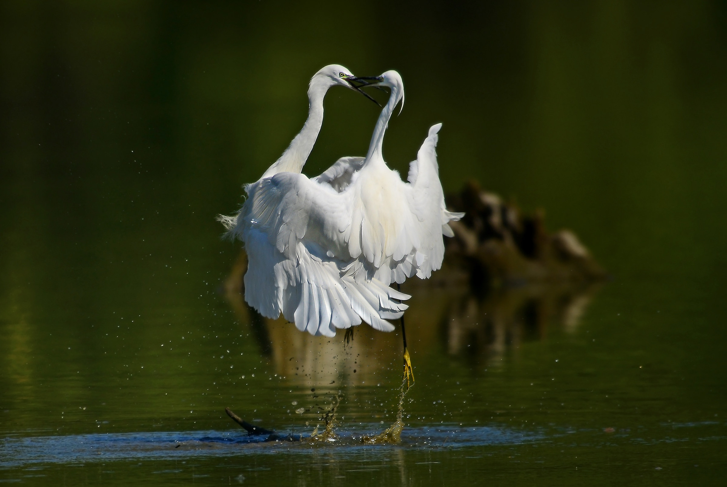 egrets