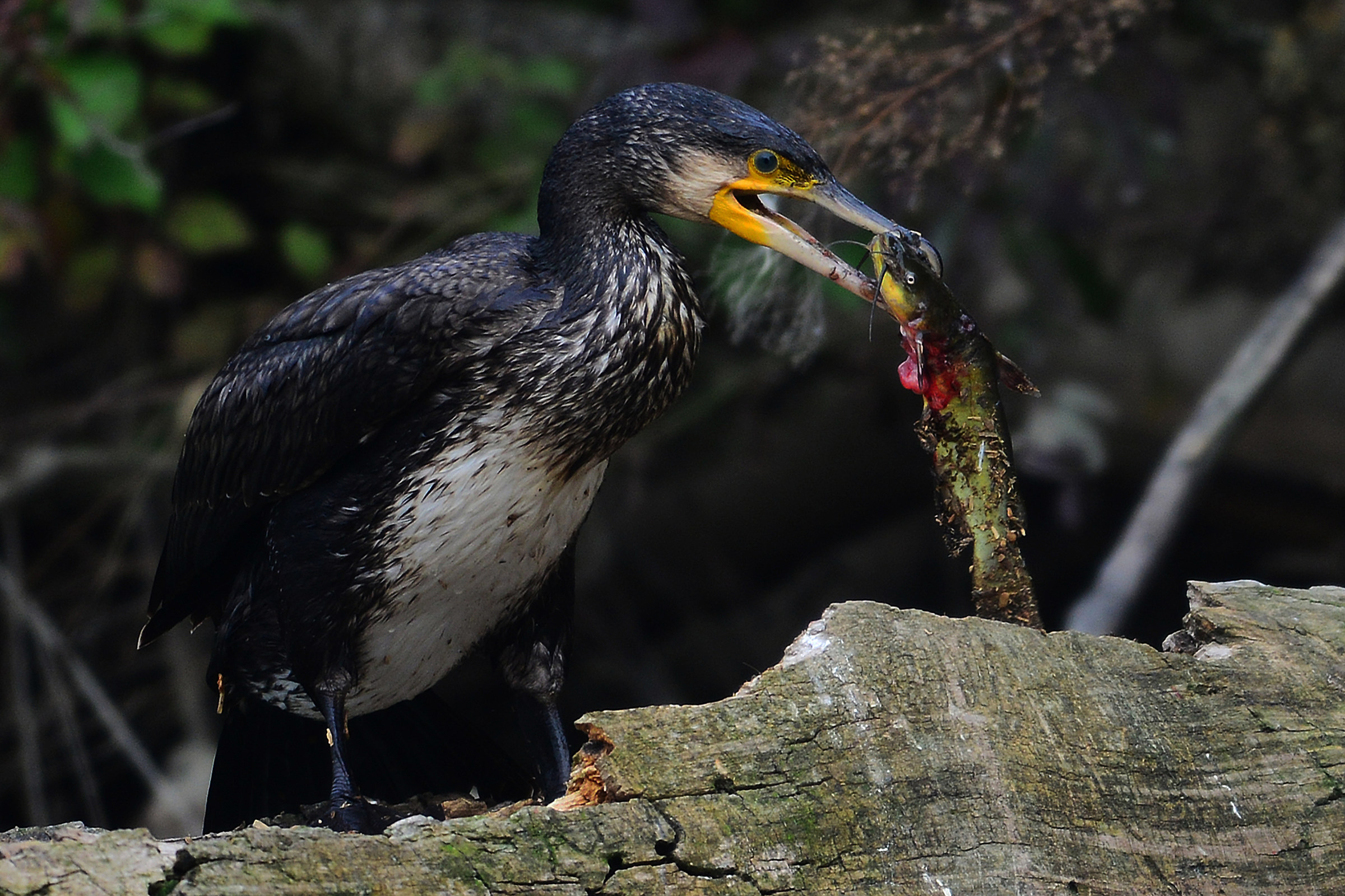 Cormorant