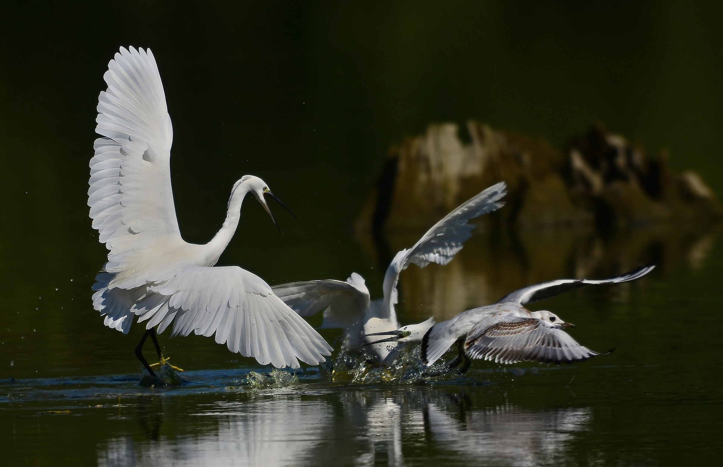 egrets fighting