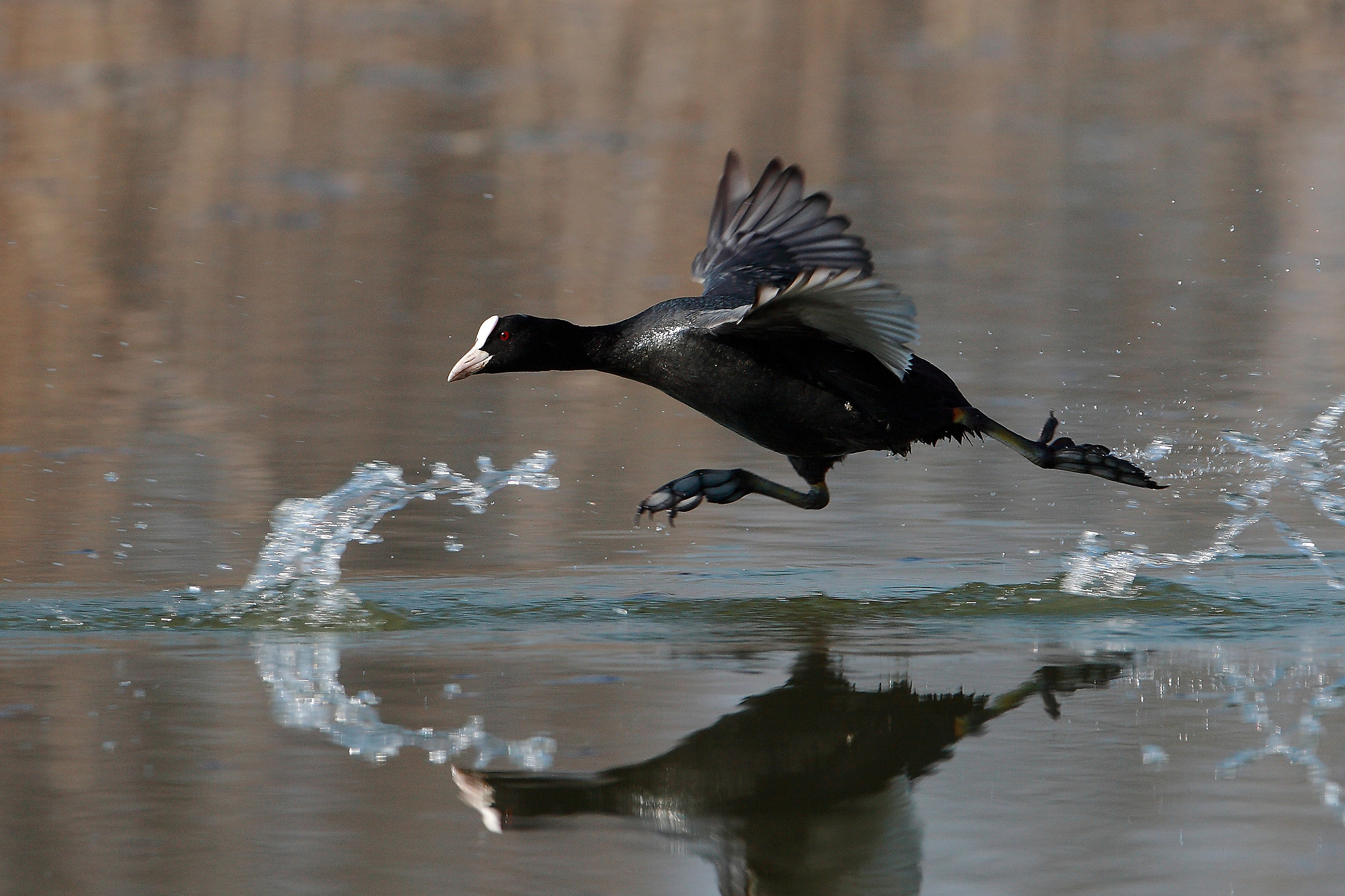 Coot on the run - Lake Iseo -