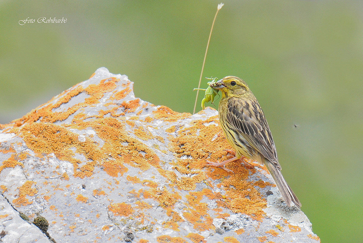 Yellowhammer with prey ...