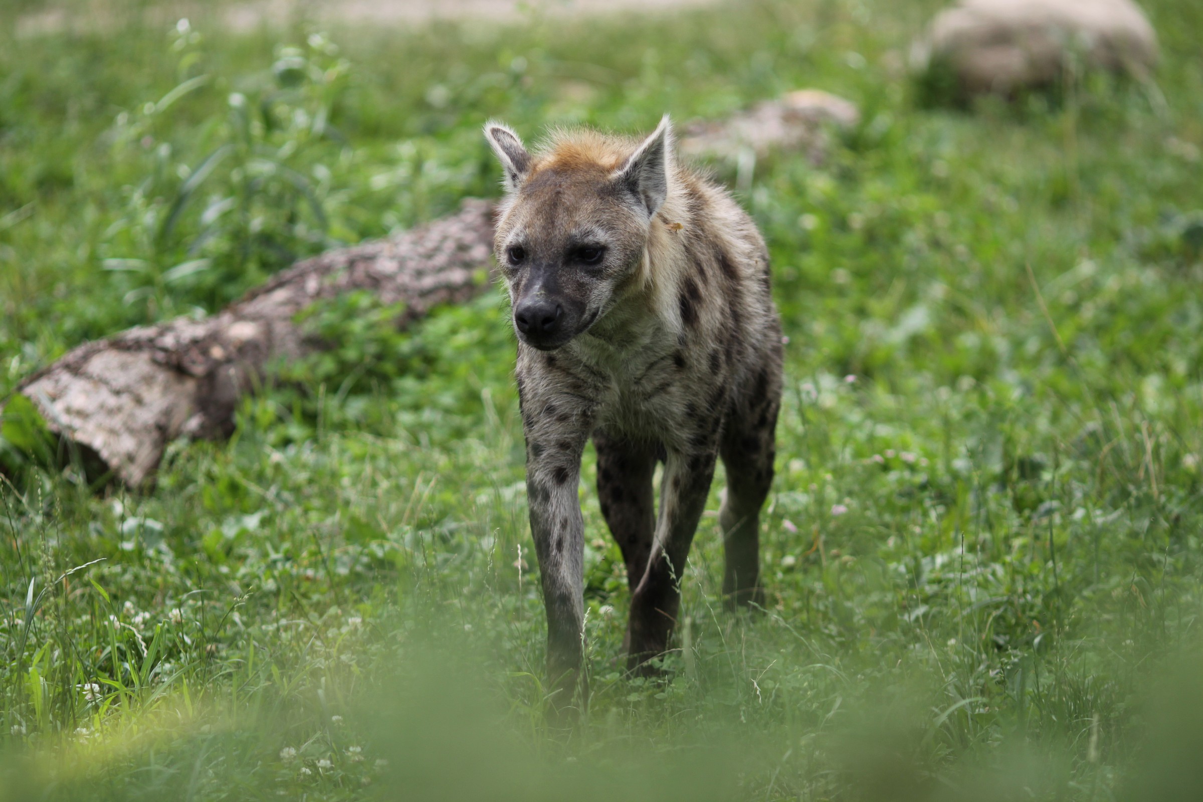 spotted hyena