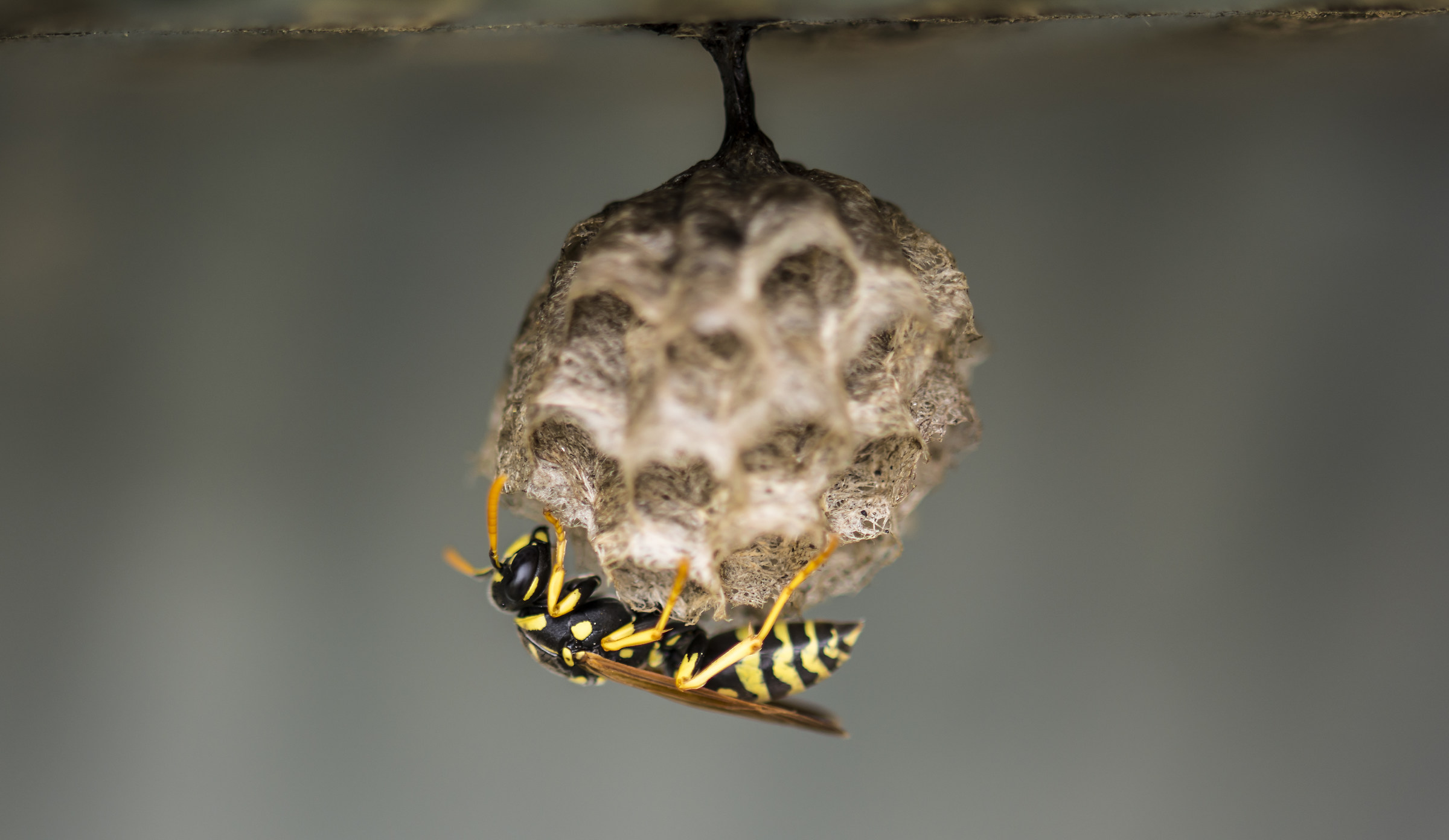 Wasp hive