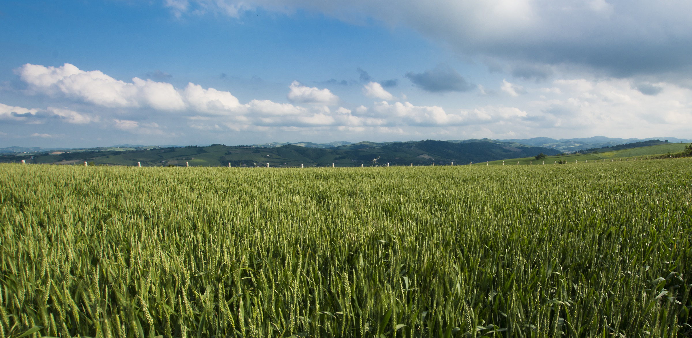 Colline romagnole: M.te Poggiolo