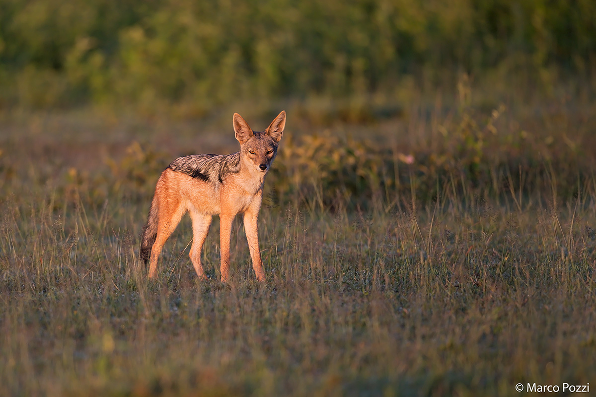 Little Jackal