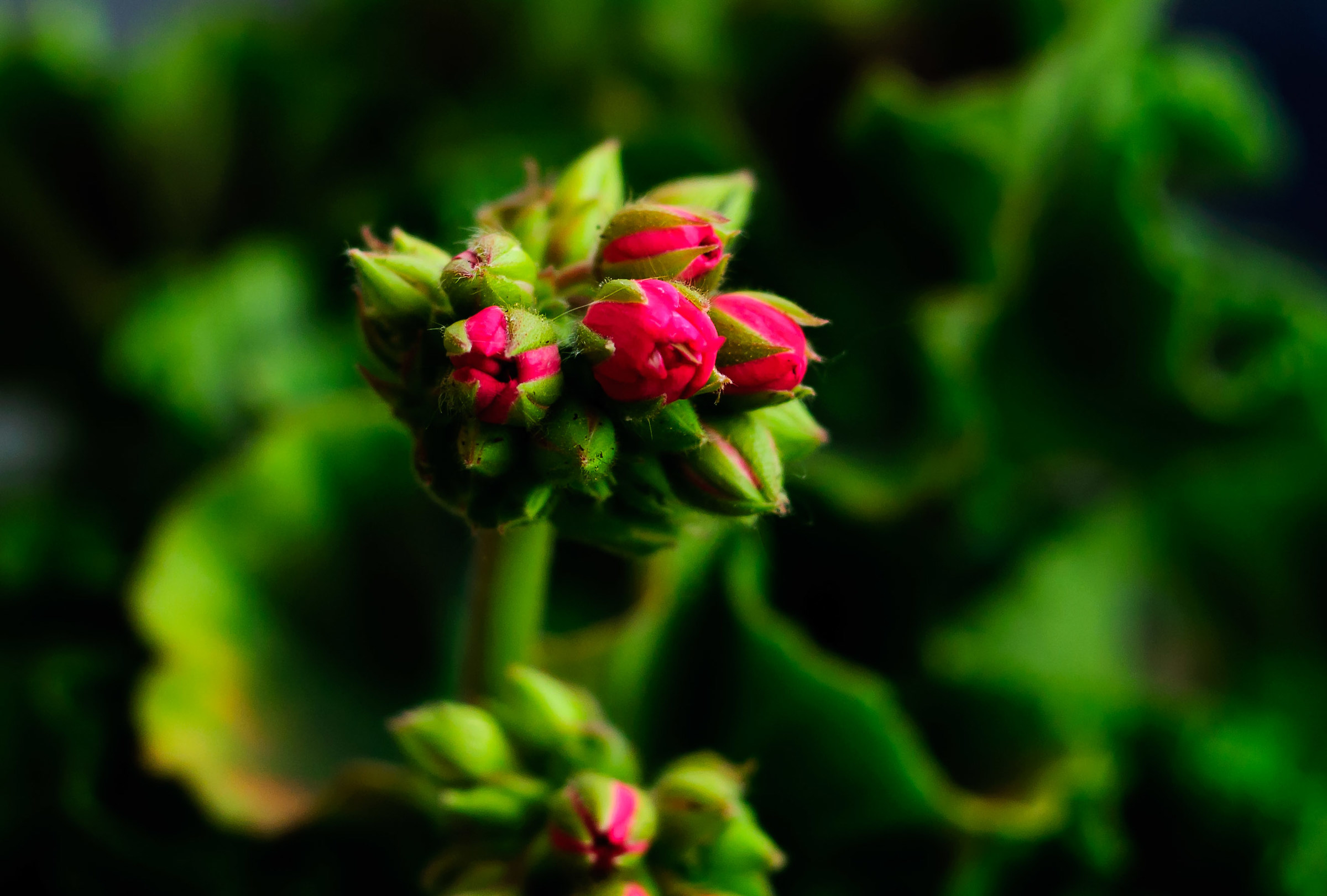 Buds of geranium