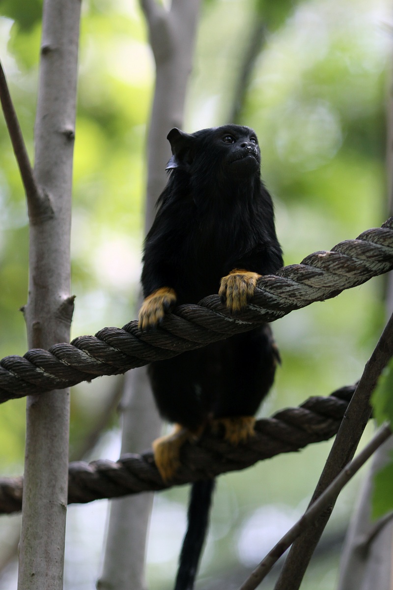 black lemur