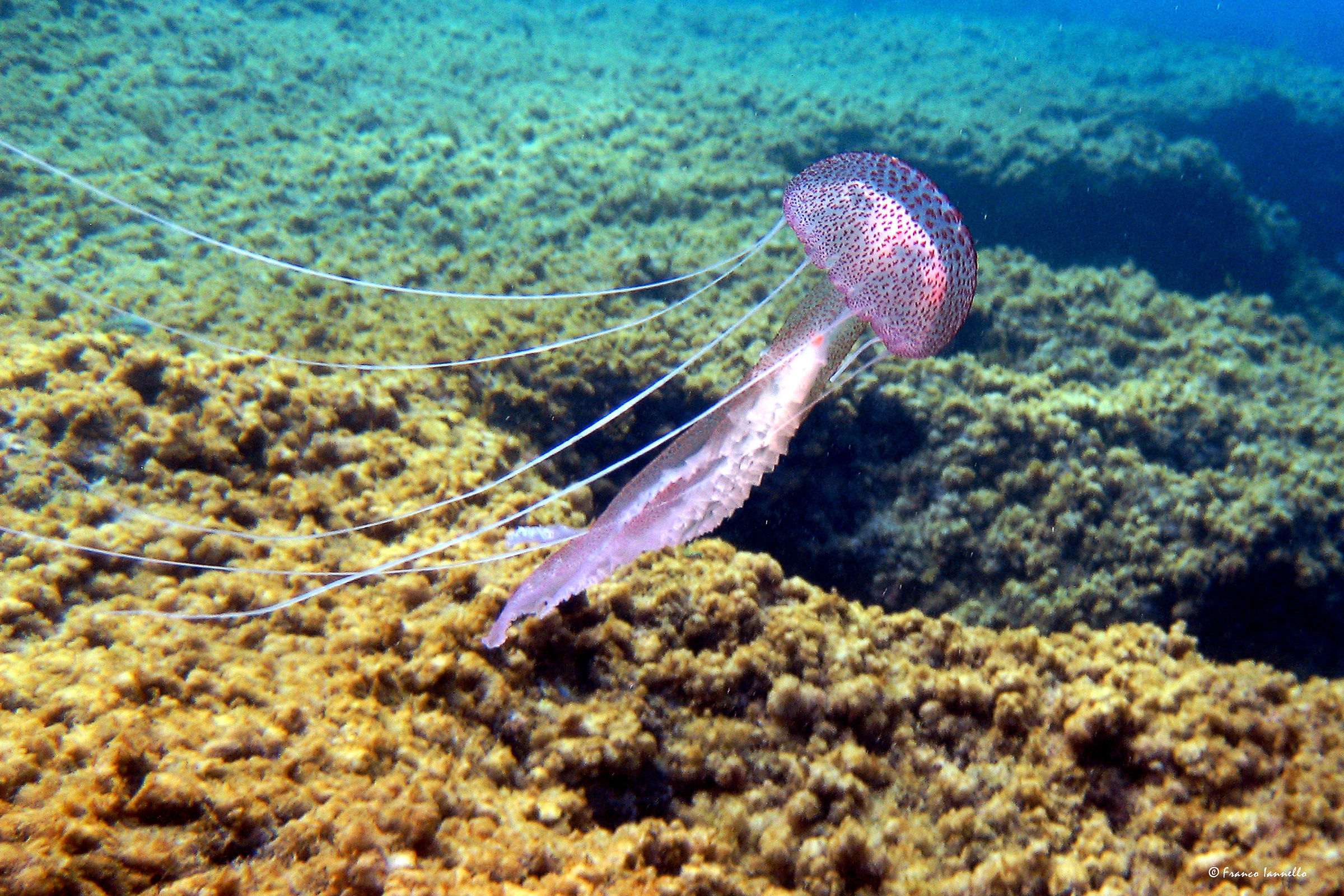 Medusa Pelagia Noctiluca