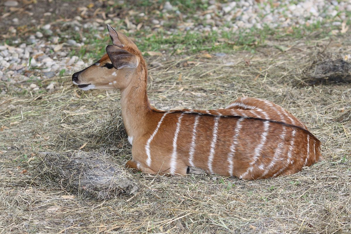 nyala