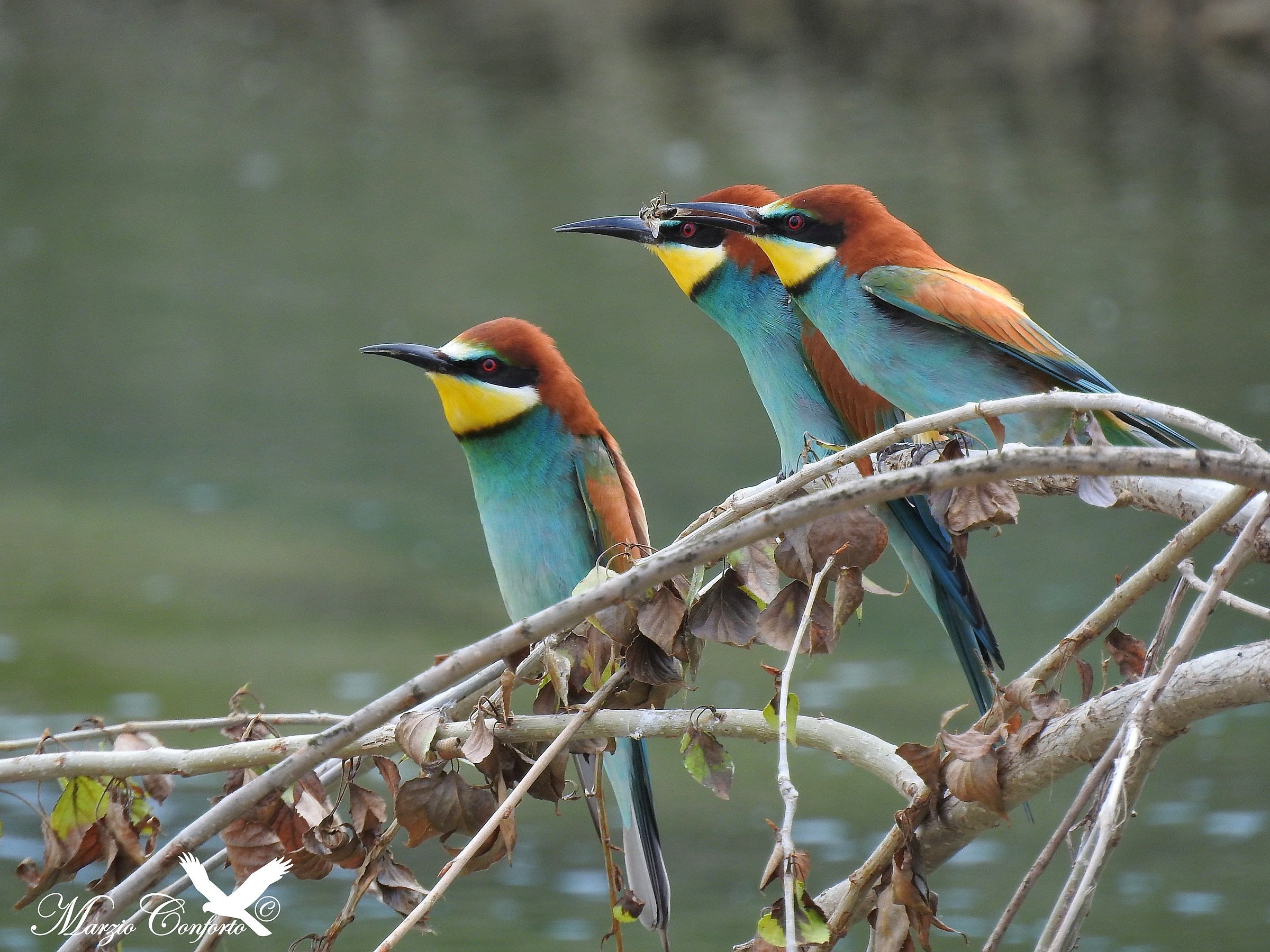 A snack in the company