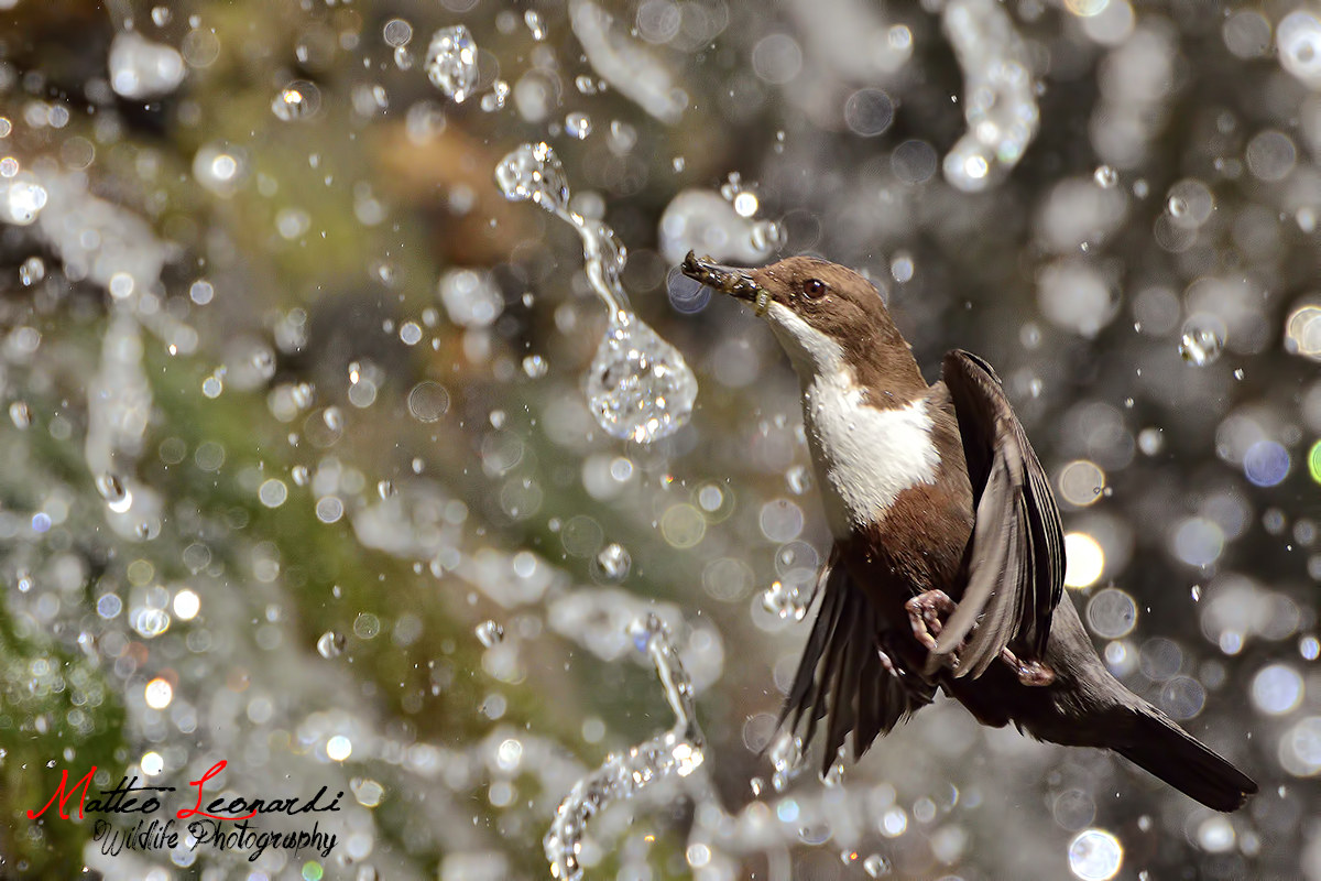 Merlo Acquaiolo - Alpi Apuane