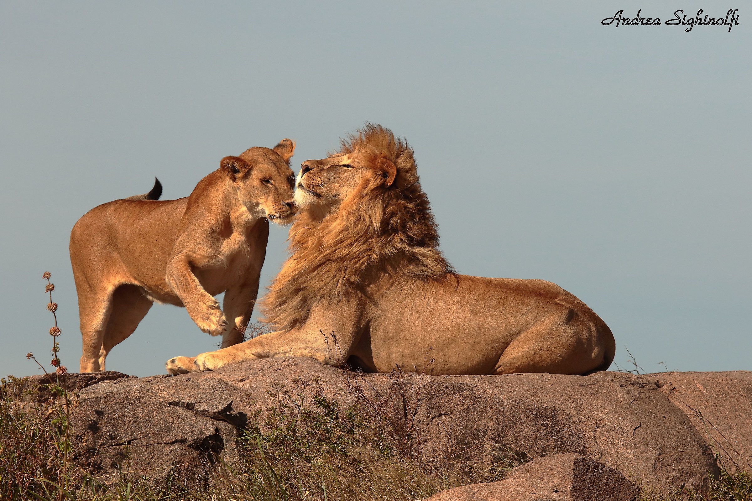 Lion in Love