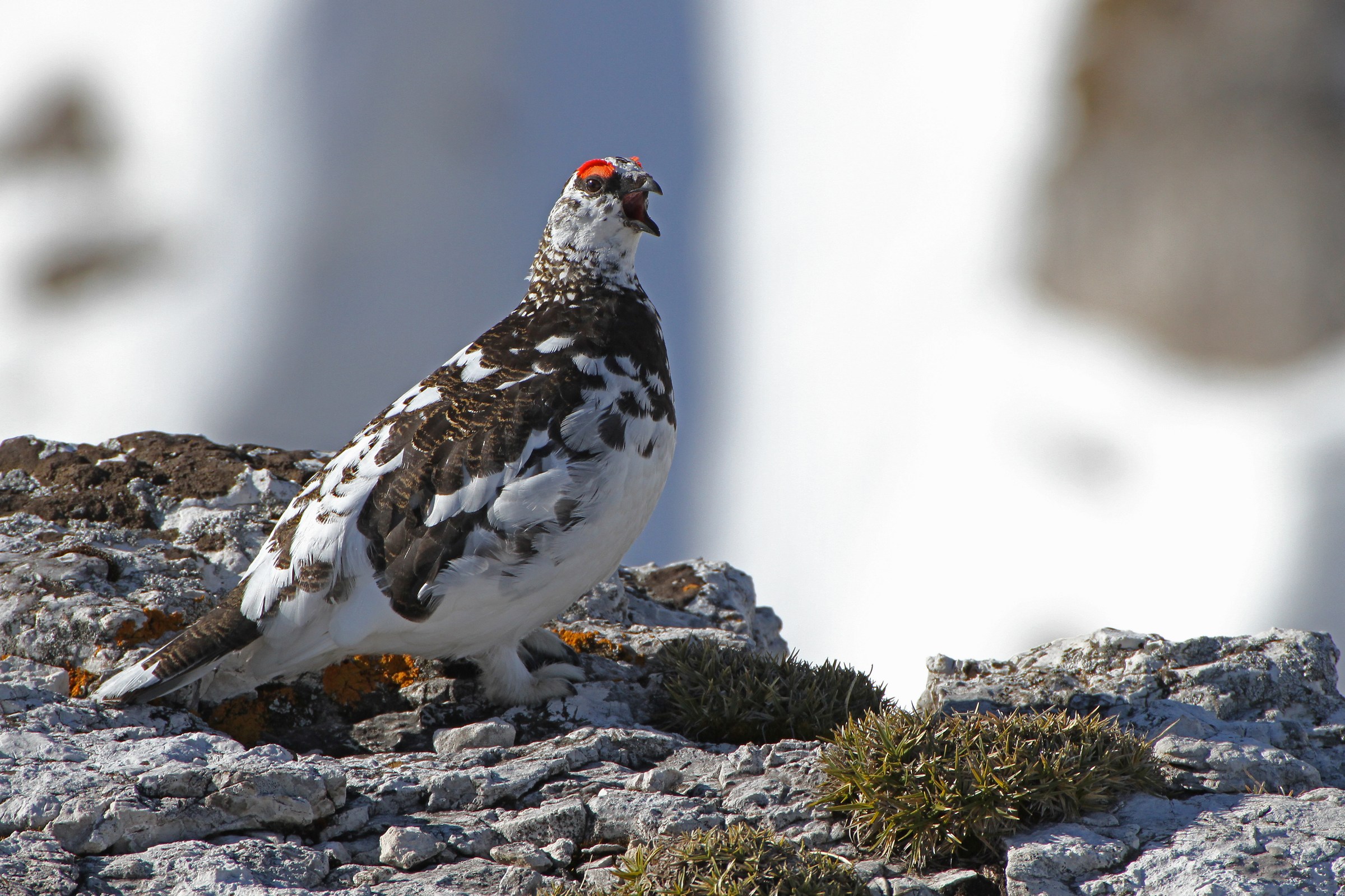 Pernice bianca - Dolomiti