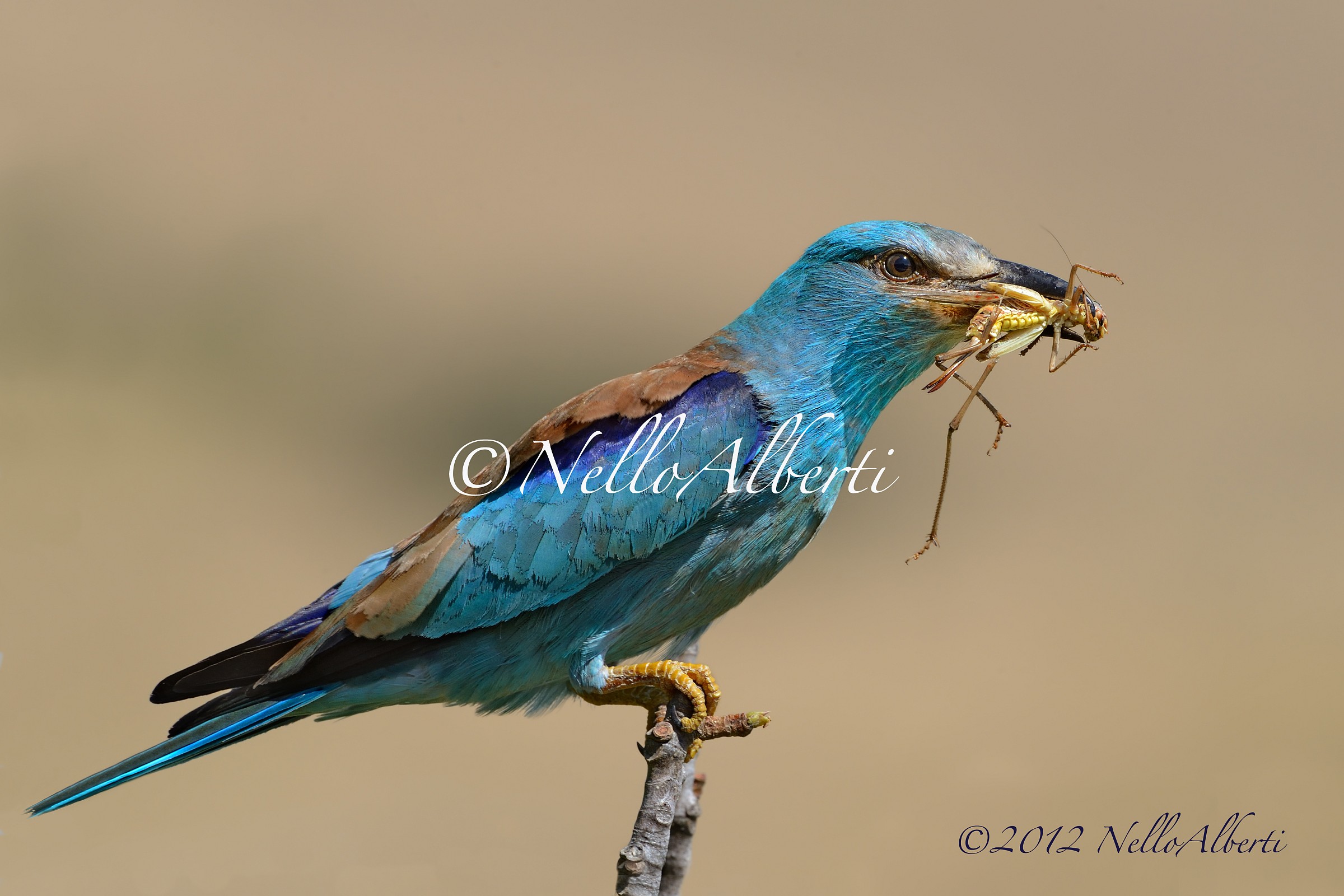 ghiandaia marina con preda